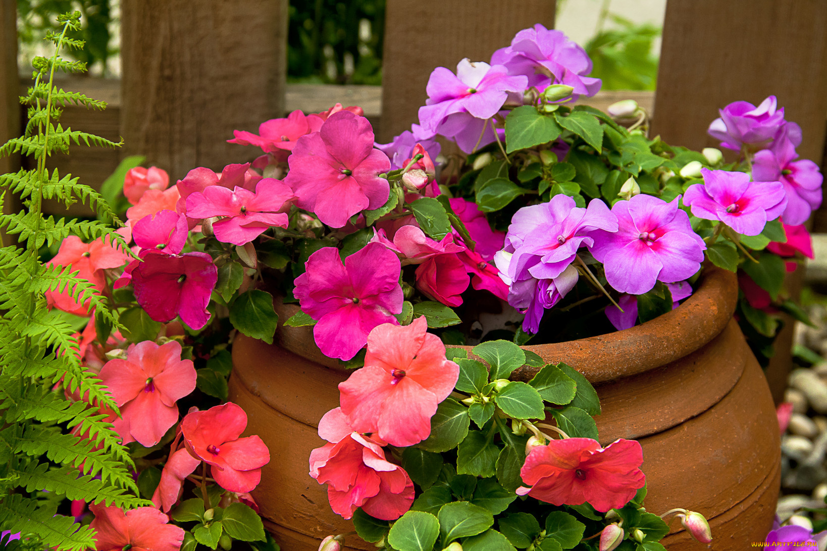 цветы, бальзамины, бочка