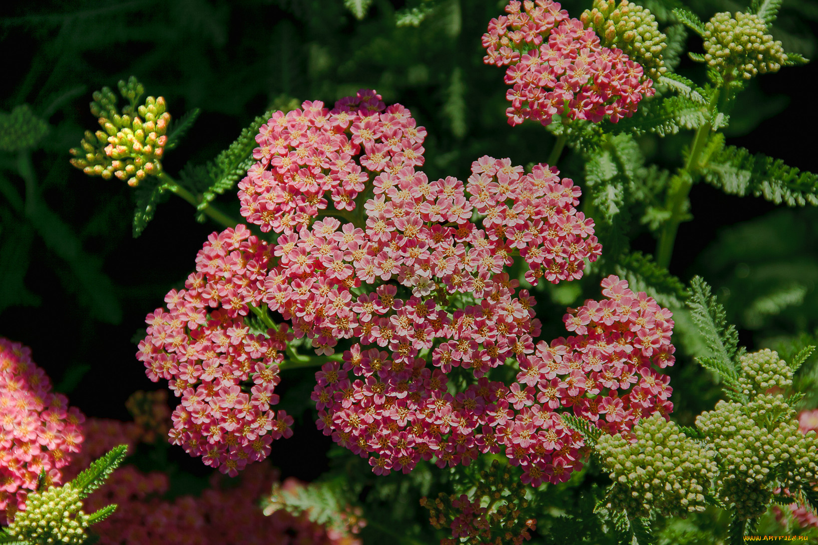 цветы, луговые, полевые, красные