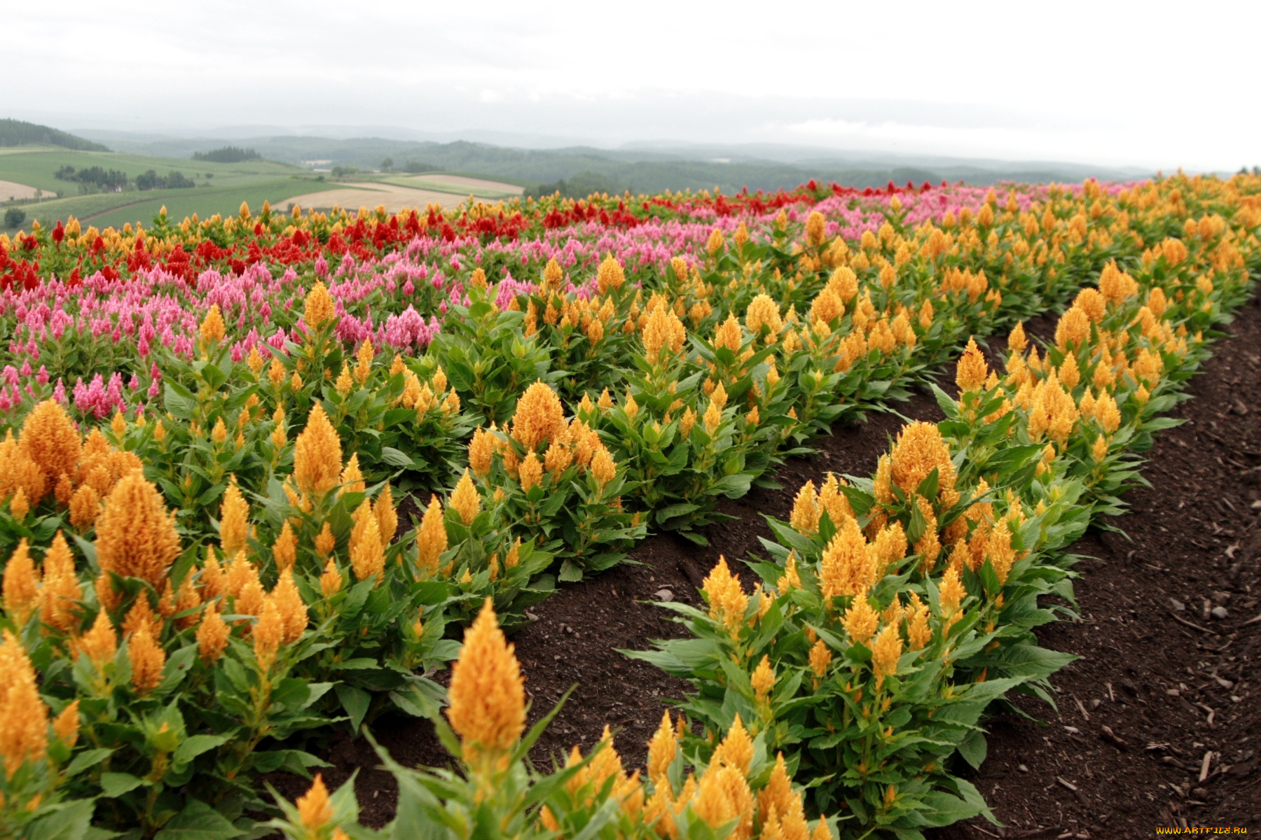 цветы, амаранты, желтый, розовый, поле