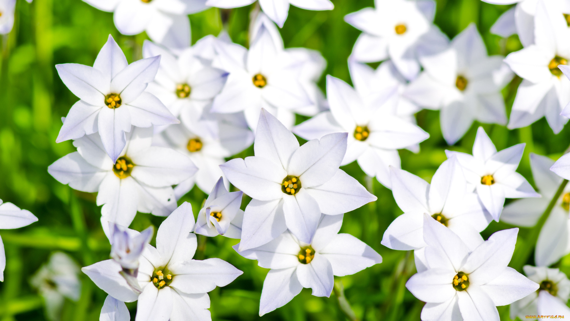 цветы, белый