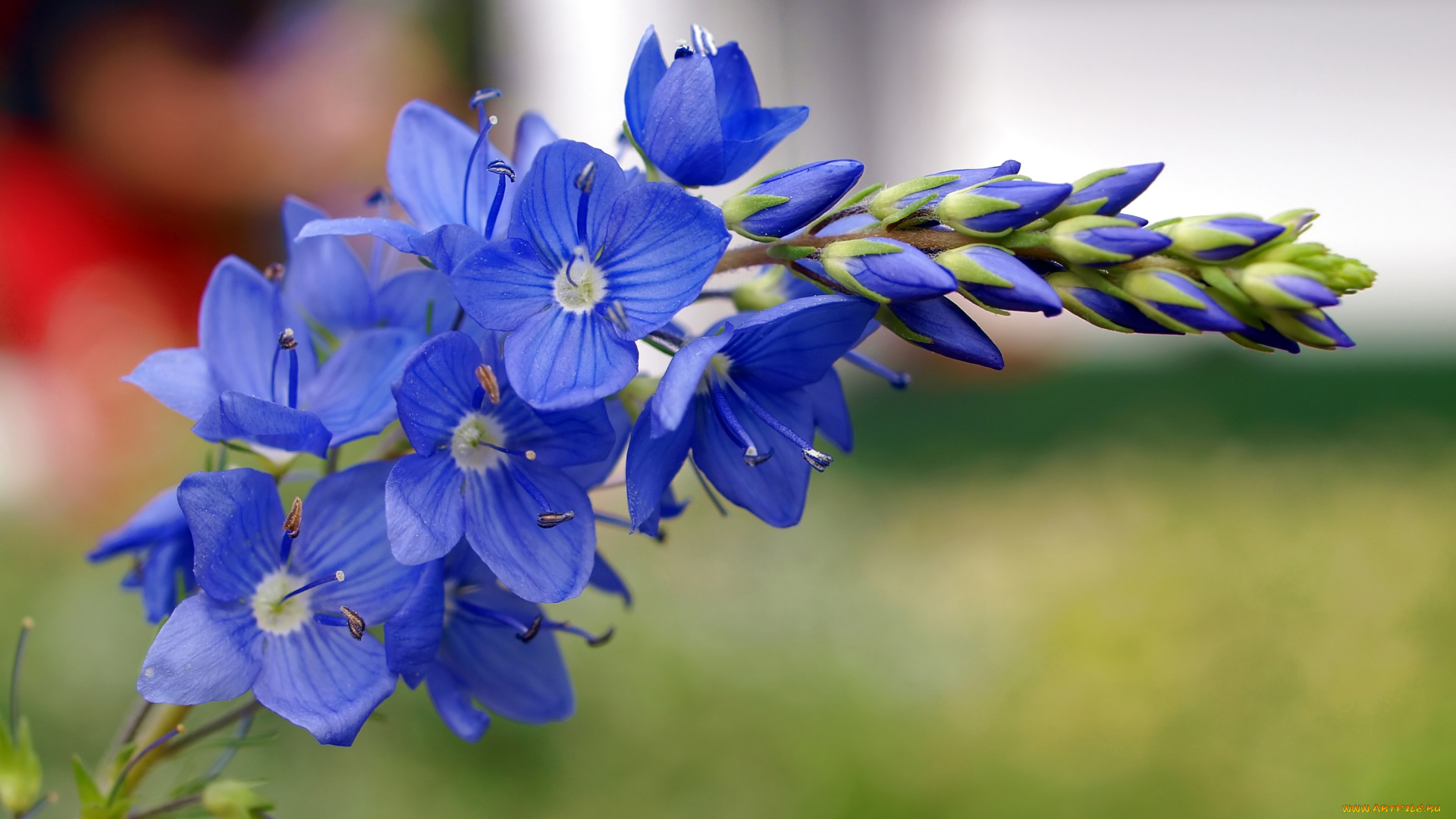 цветы, немофилы, вероники, синий