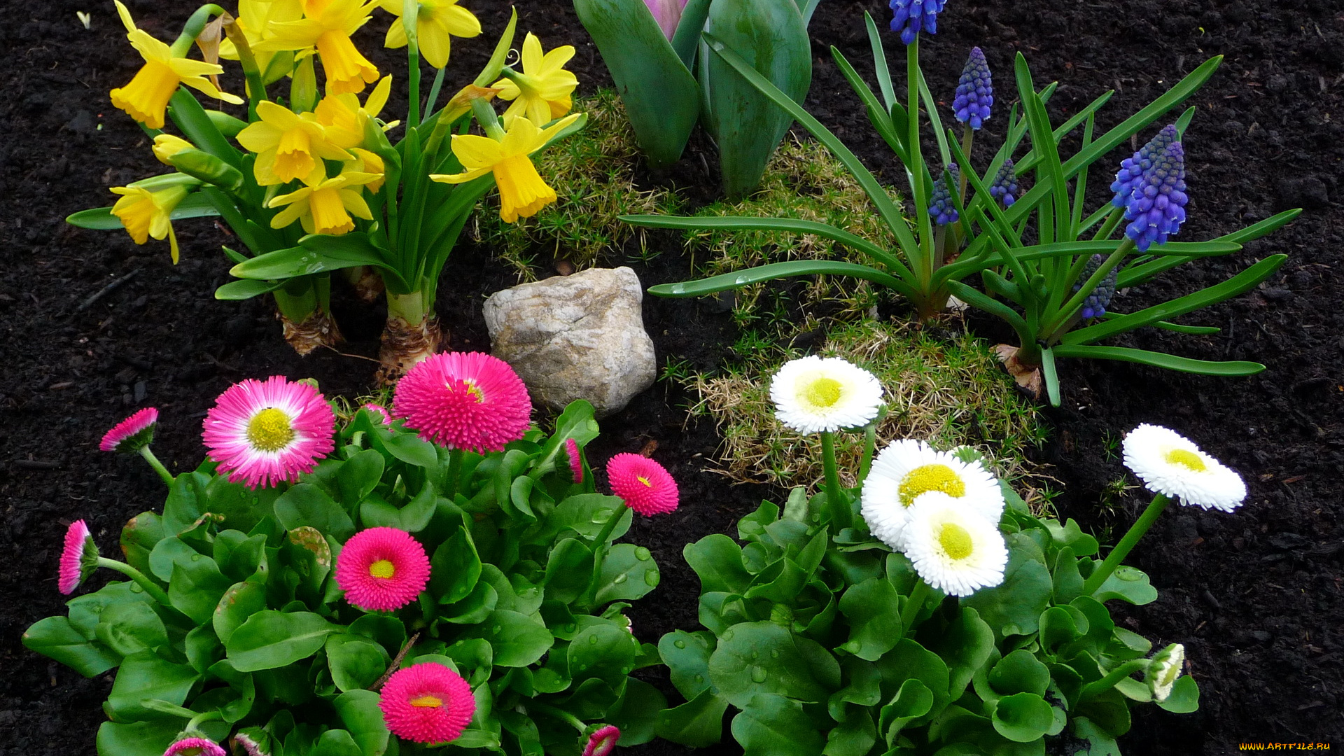 цветы, разные, вместе, маргаритки