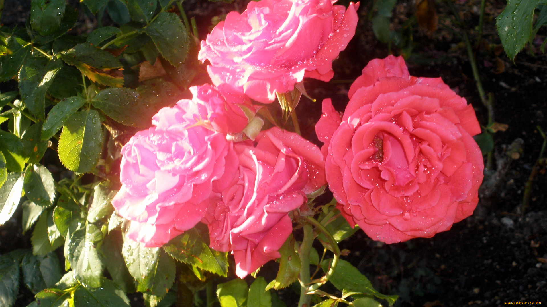 цветы, розы