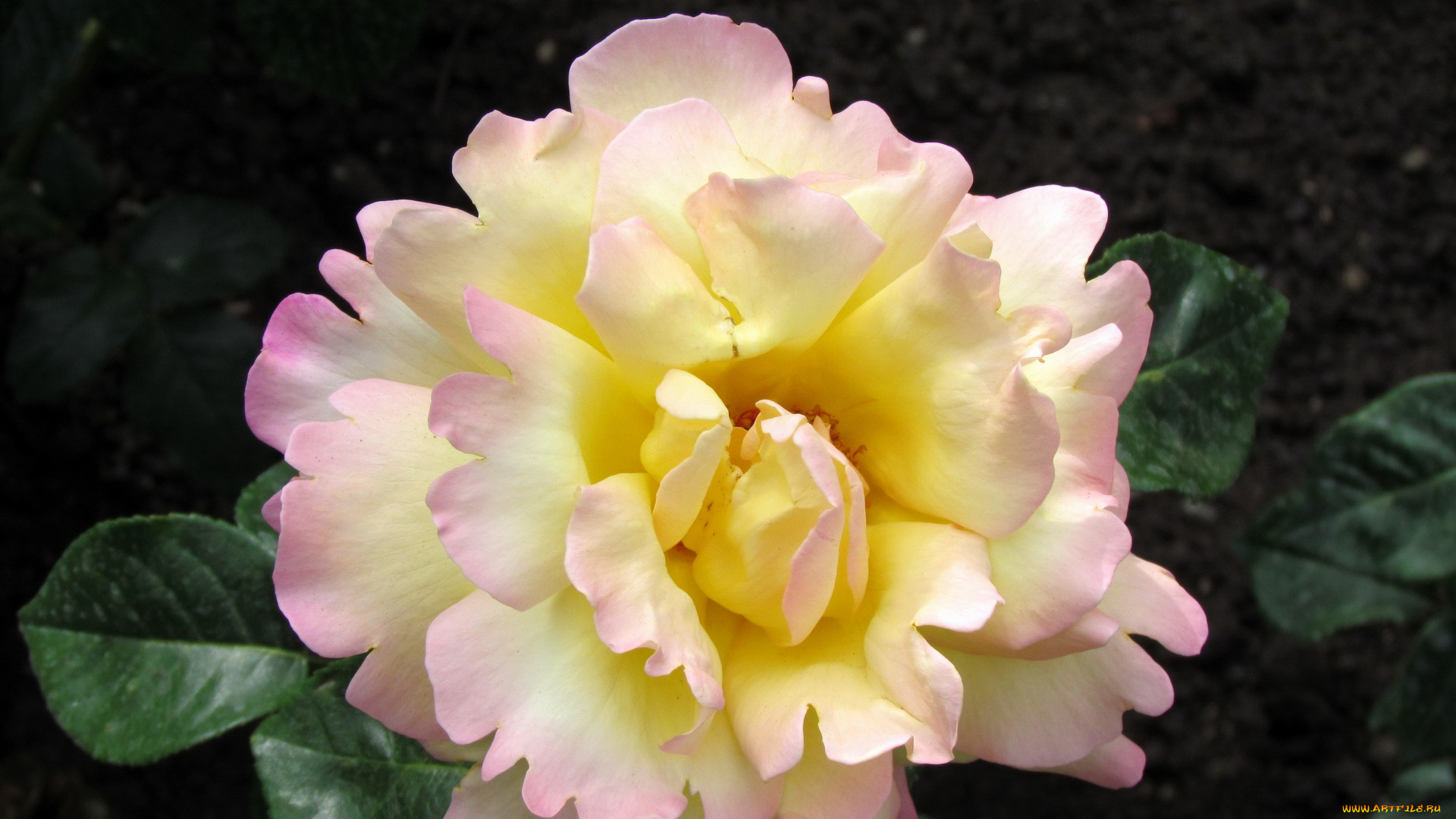 цветы, розы, роза