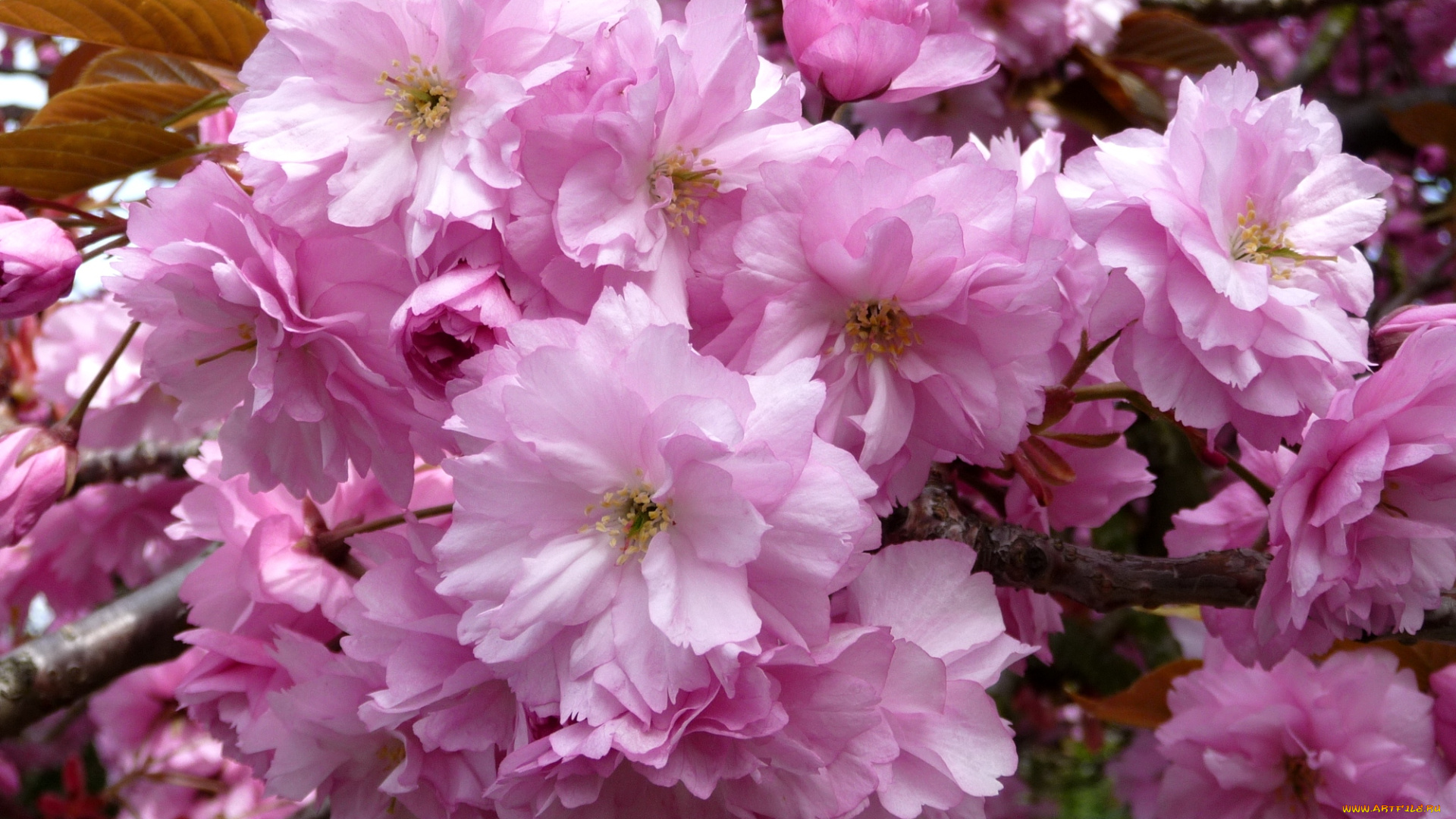 цветы, сакура, вишня, ветки, цветение, розовый