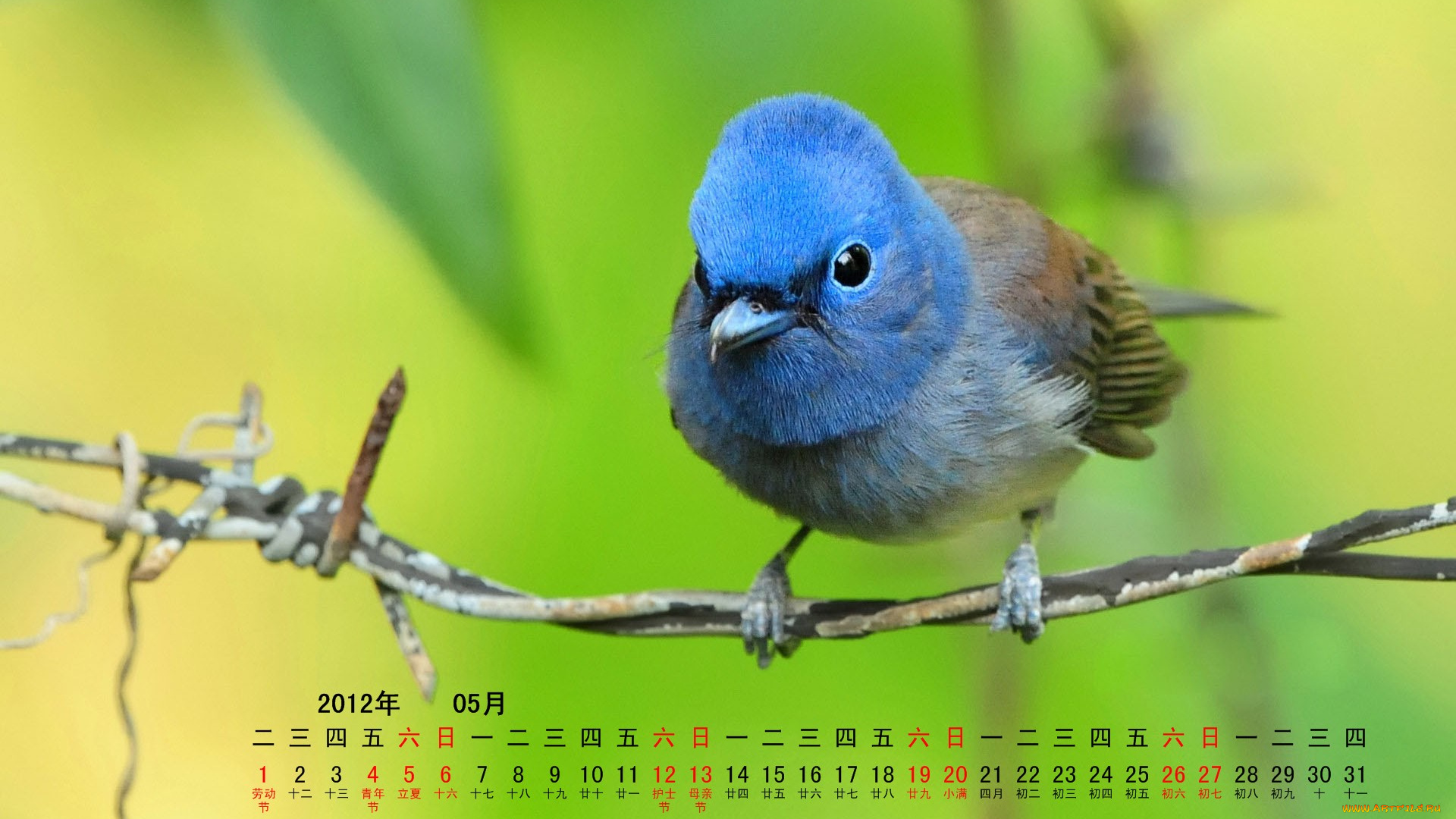 календари, животные, птица, ветка