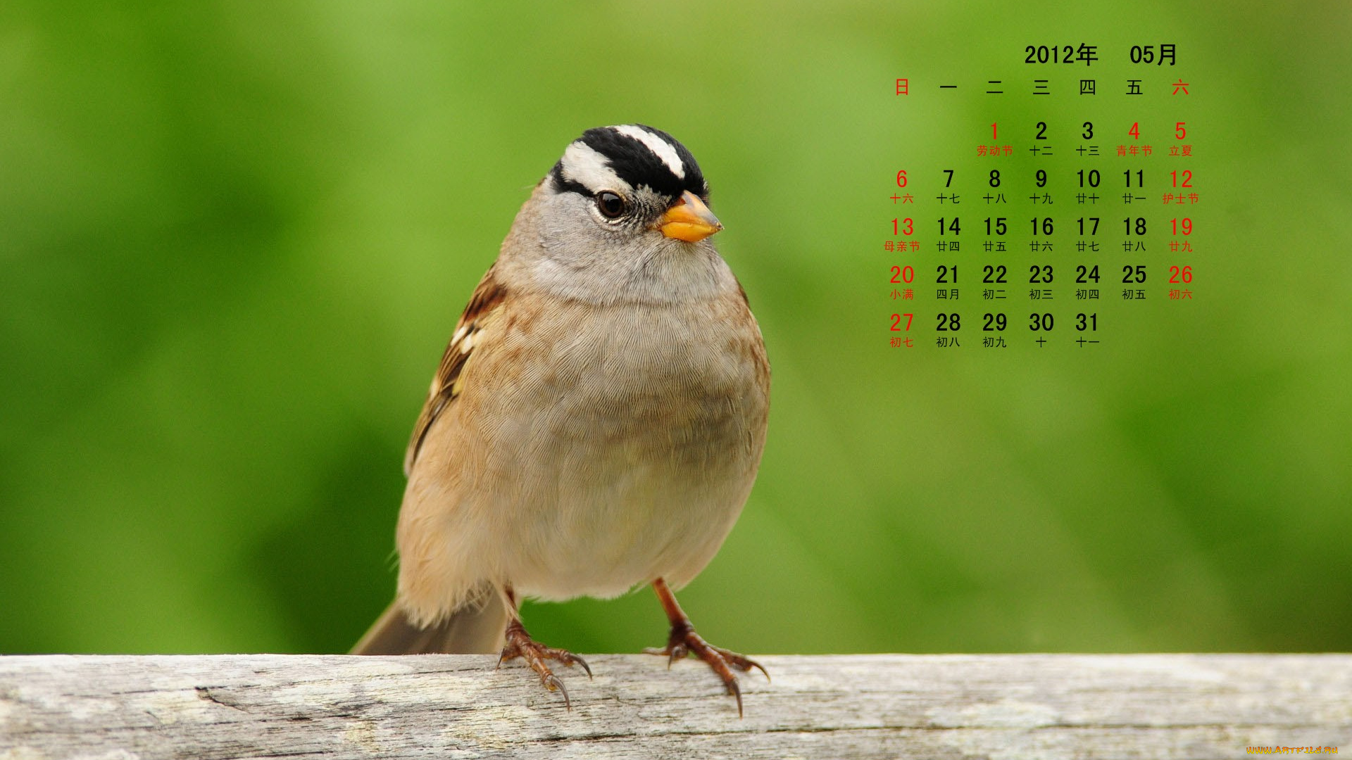 календари, животные, ветка, птица