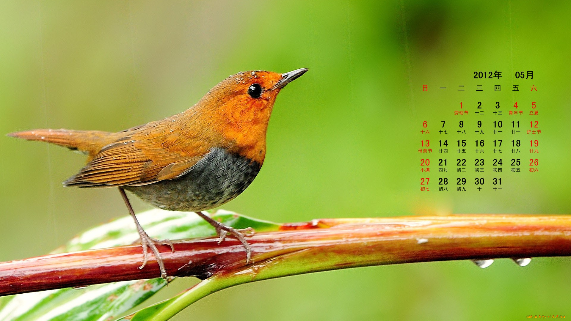 календари, животные, ветка, птица