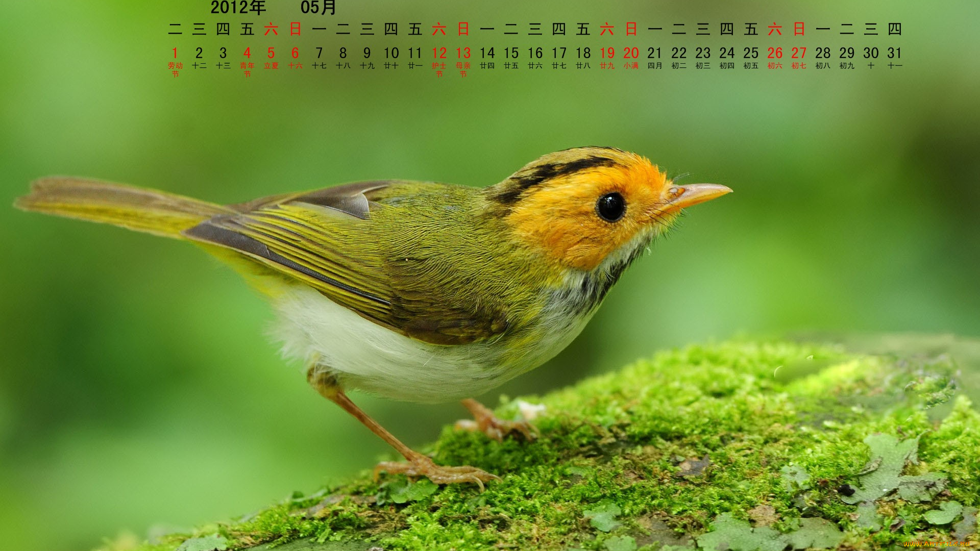 календари, животные, ветка, птица