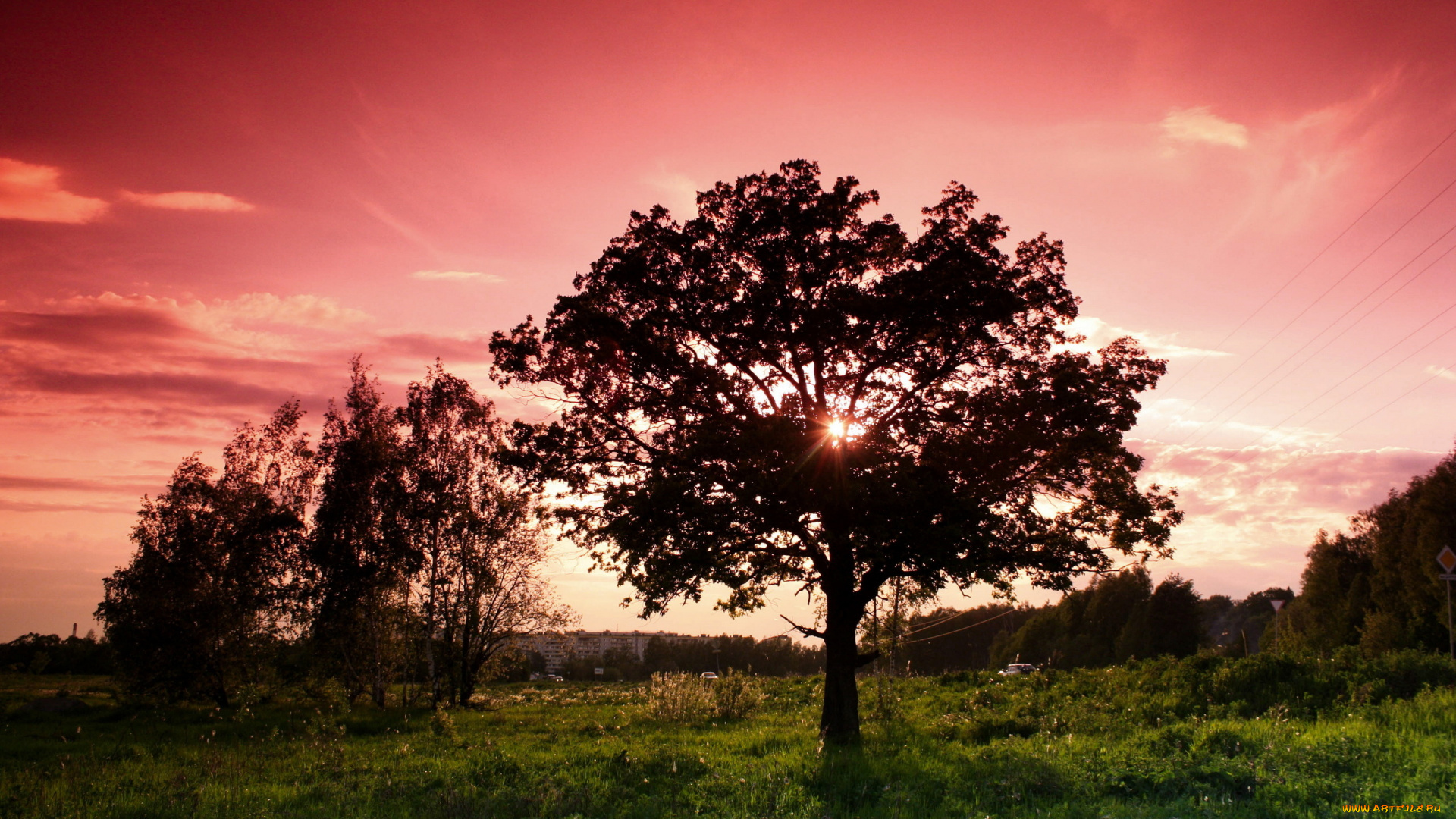 природа, деревья, лето, небо