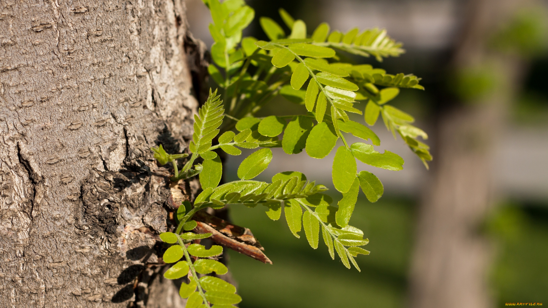 природа, листья