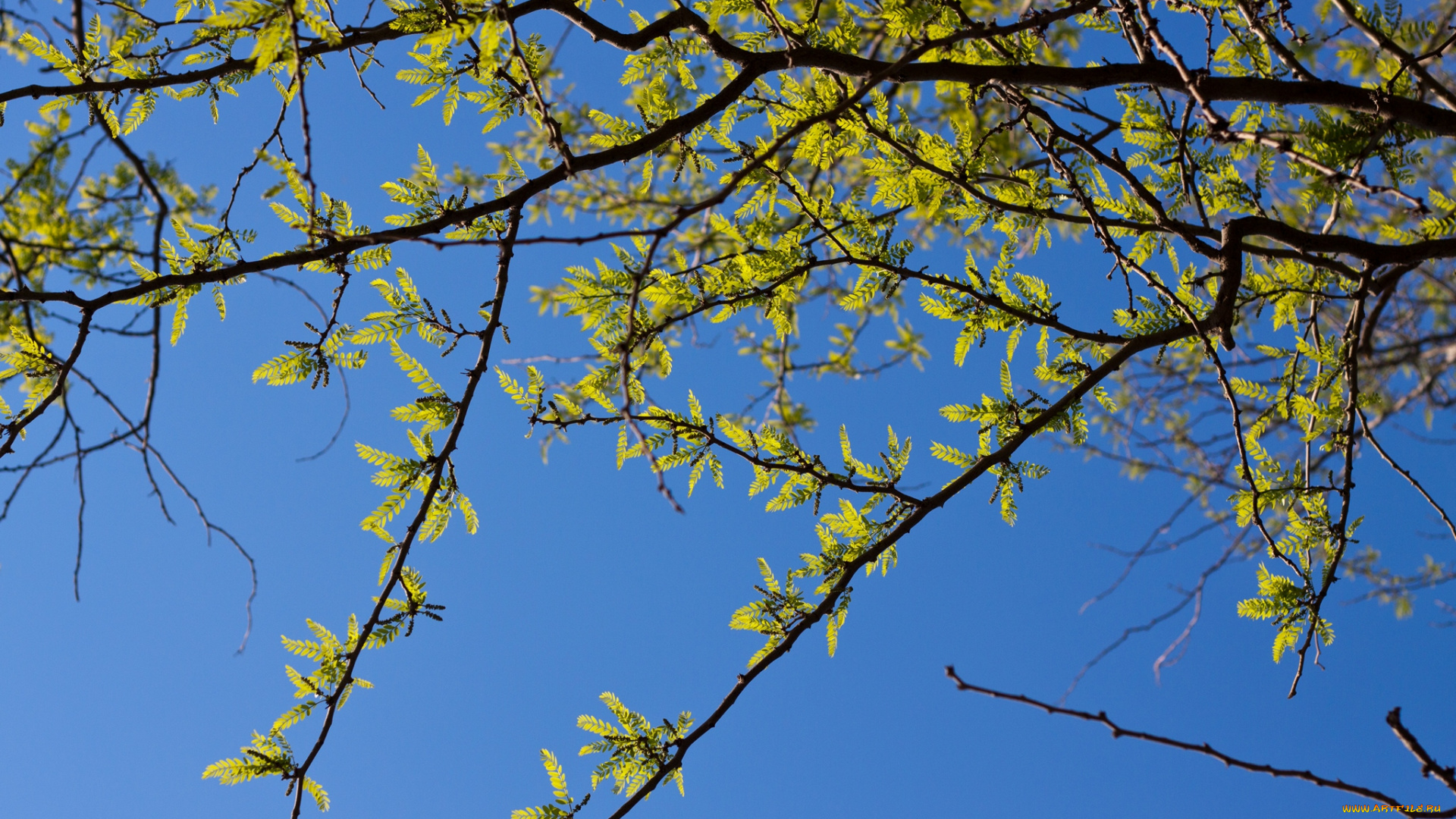 природа, листья, весна, небо