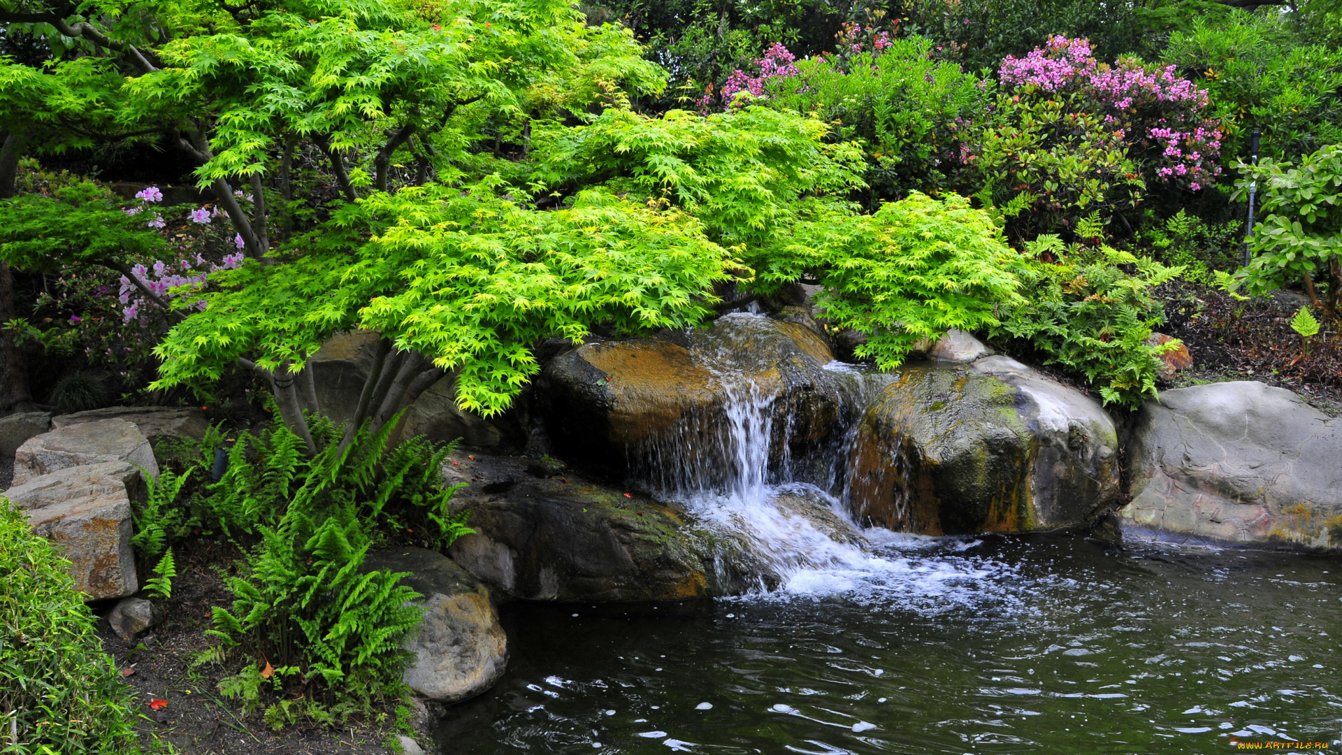 природа, парк, калифорния, miller, japanese, garden