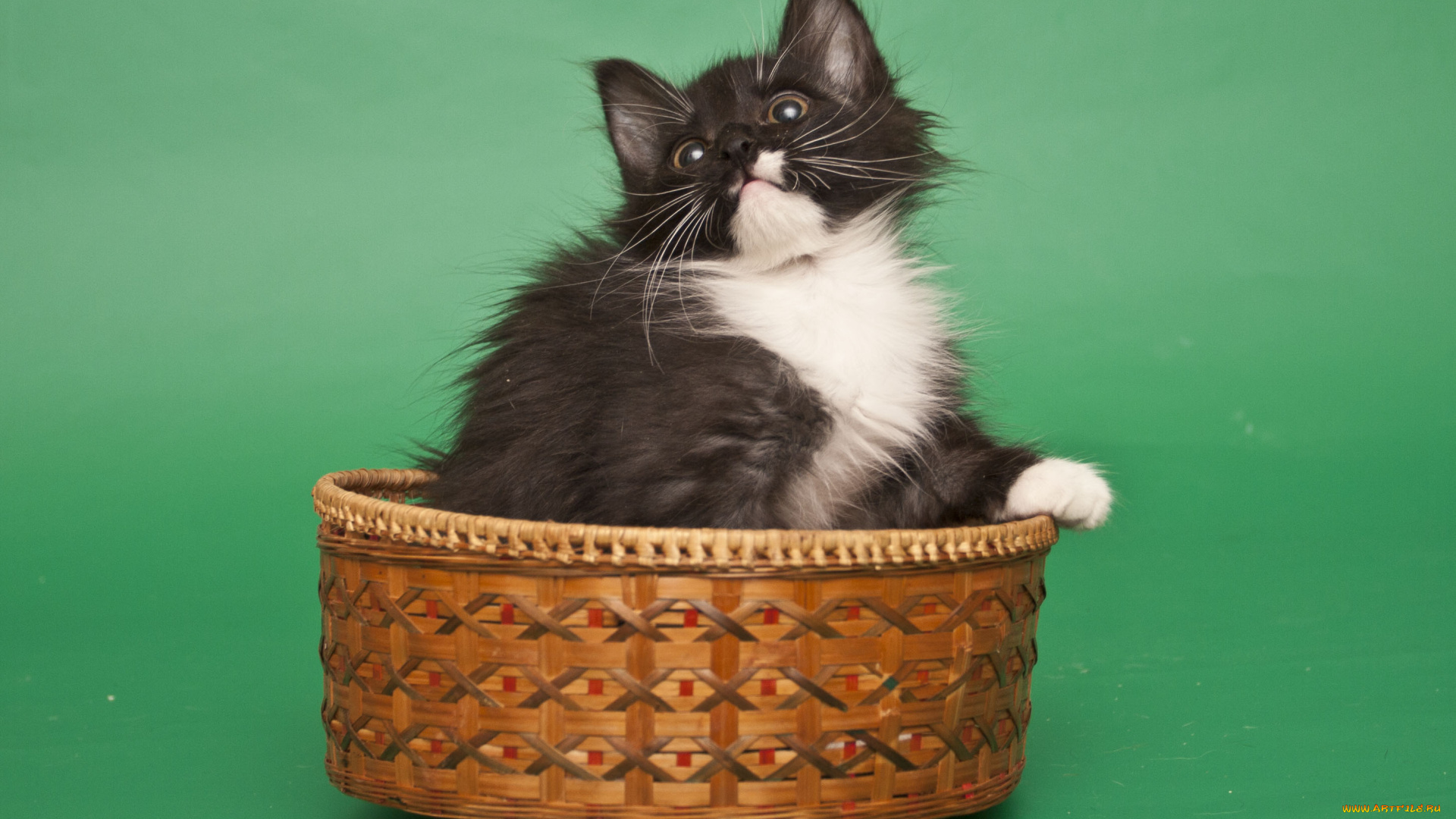 животные, коты, кошка, взгляд