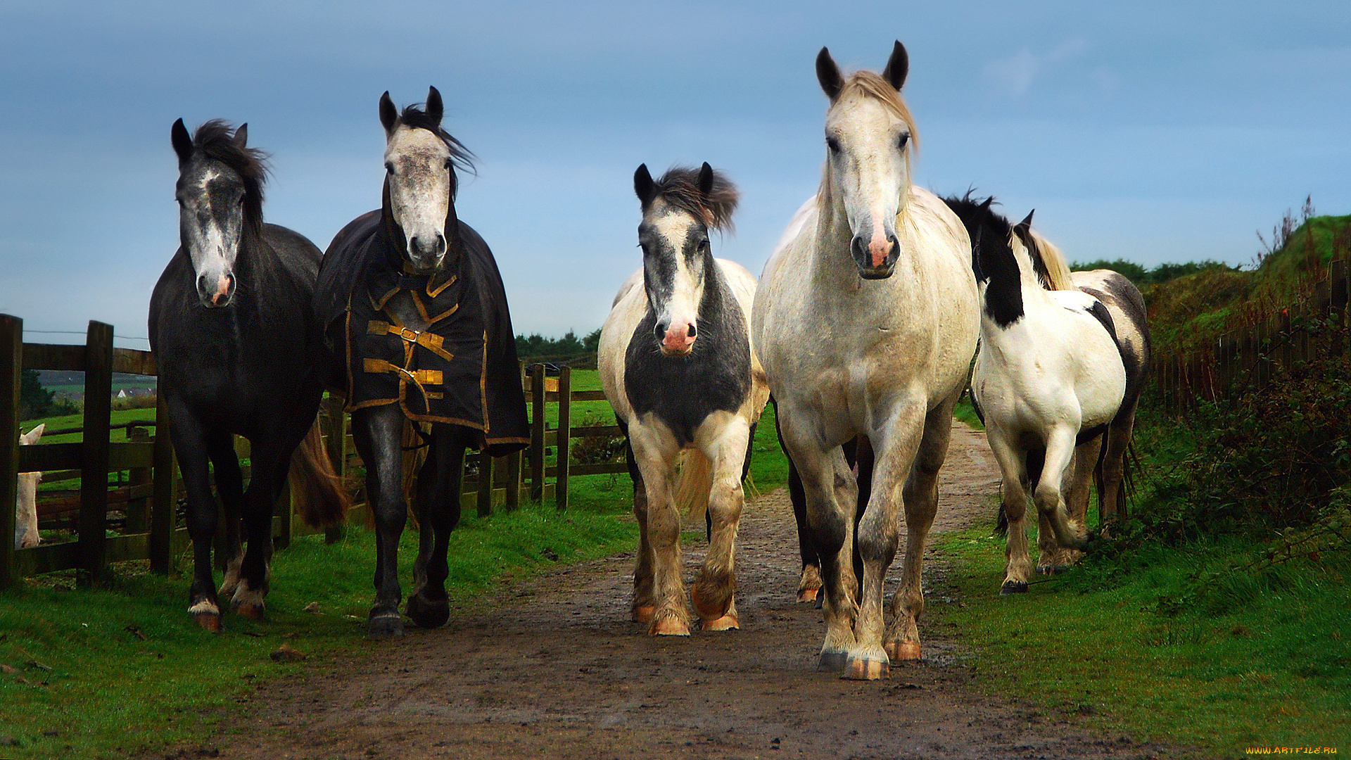 животные, лошади
