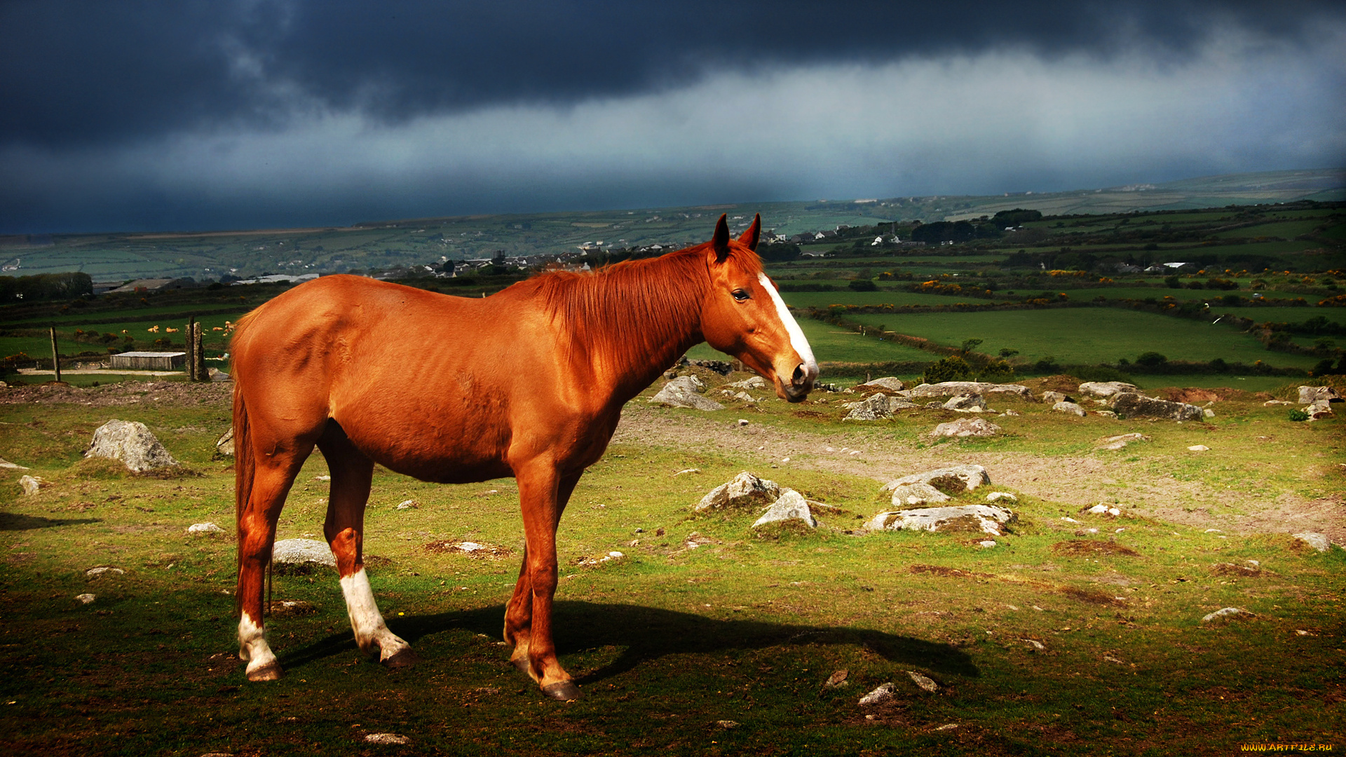 животные, лошади, лошадь
