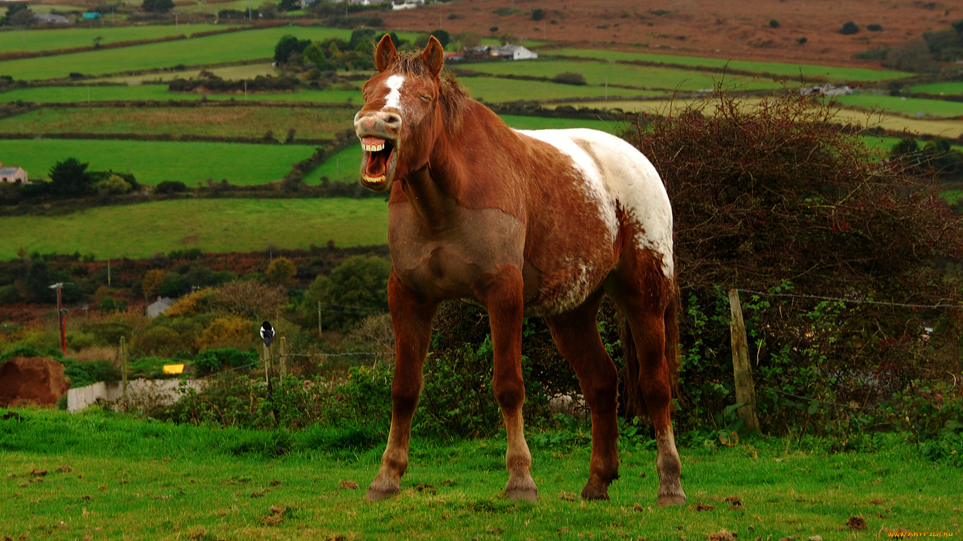 животные, лошади, лошадь