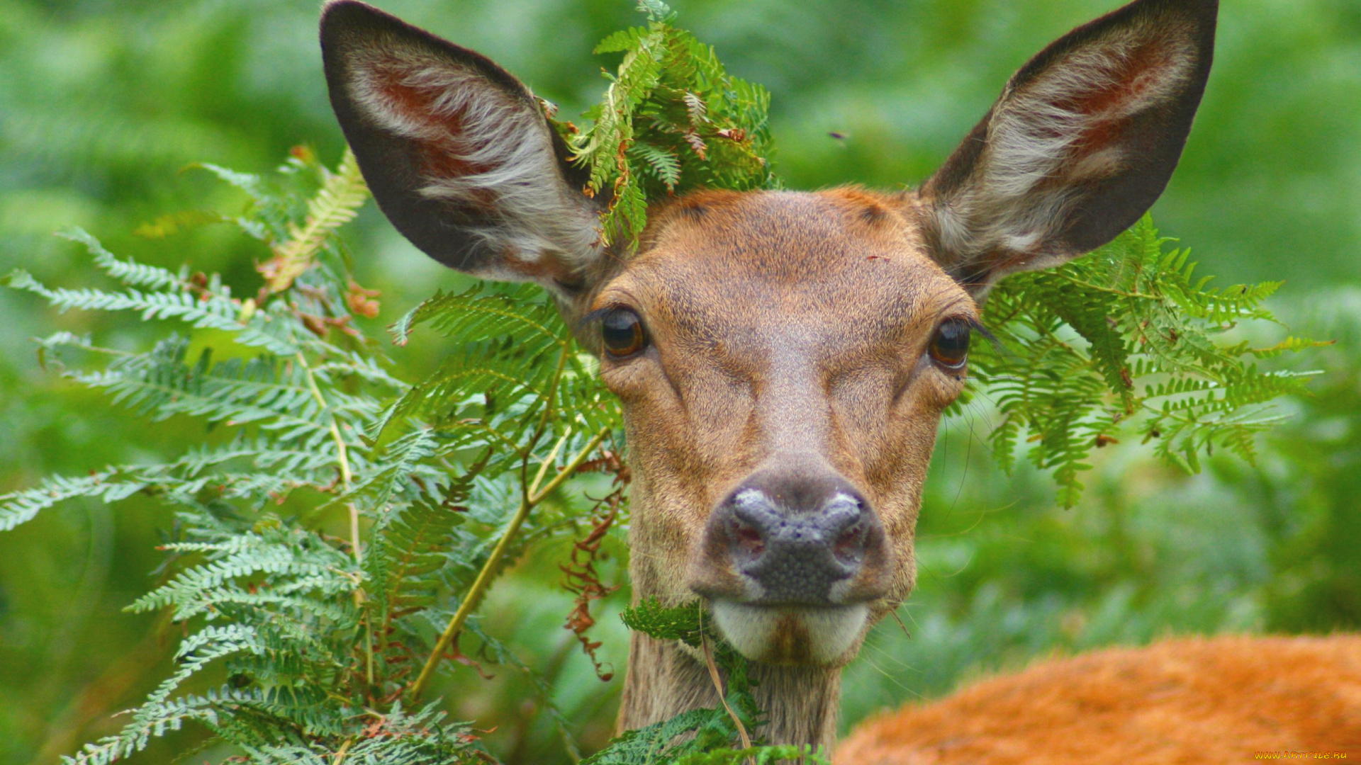 животные, олени, листья