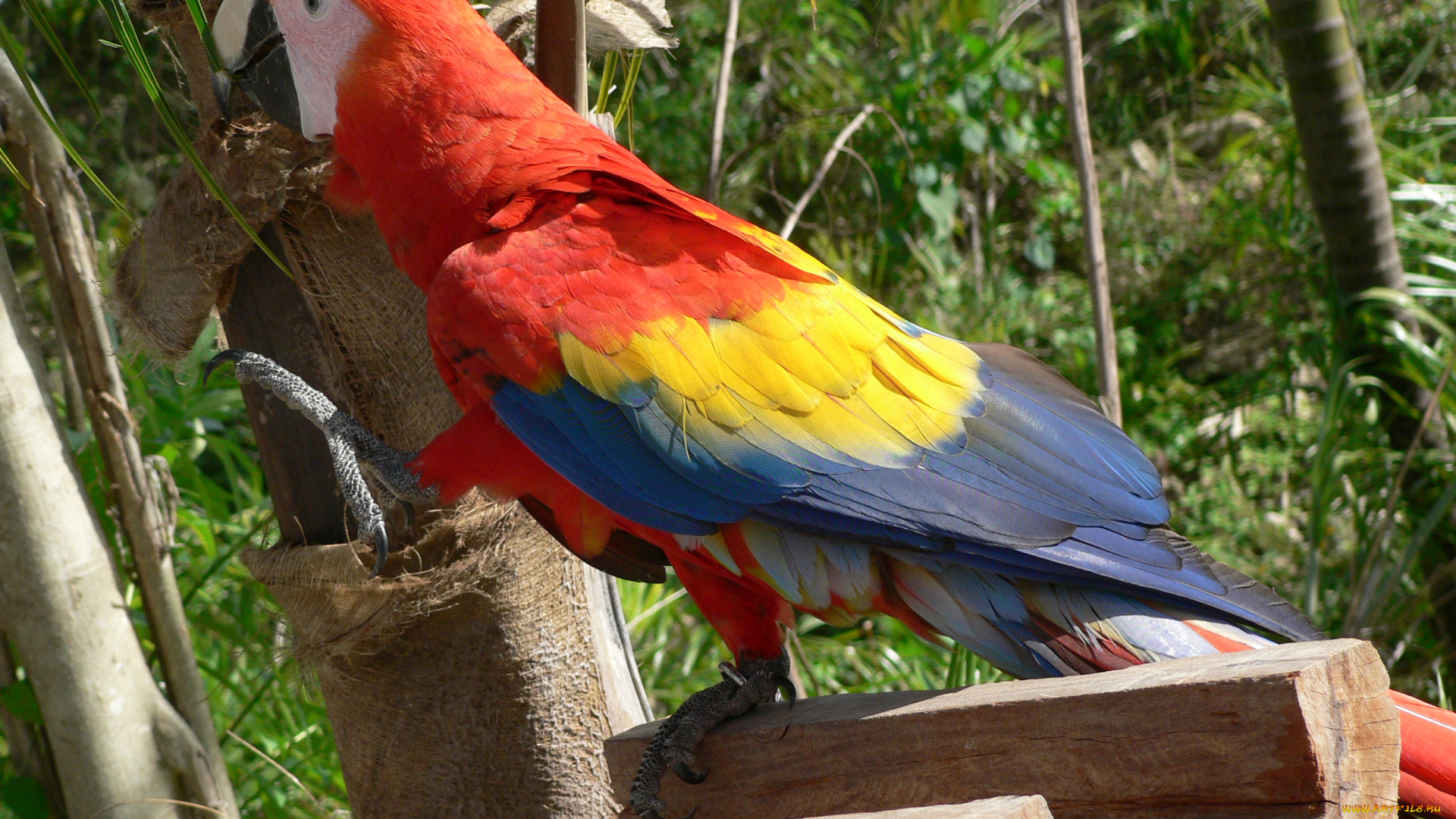 животные, попугаи, ара