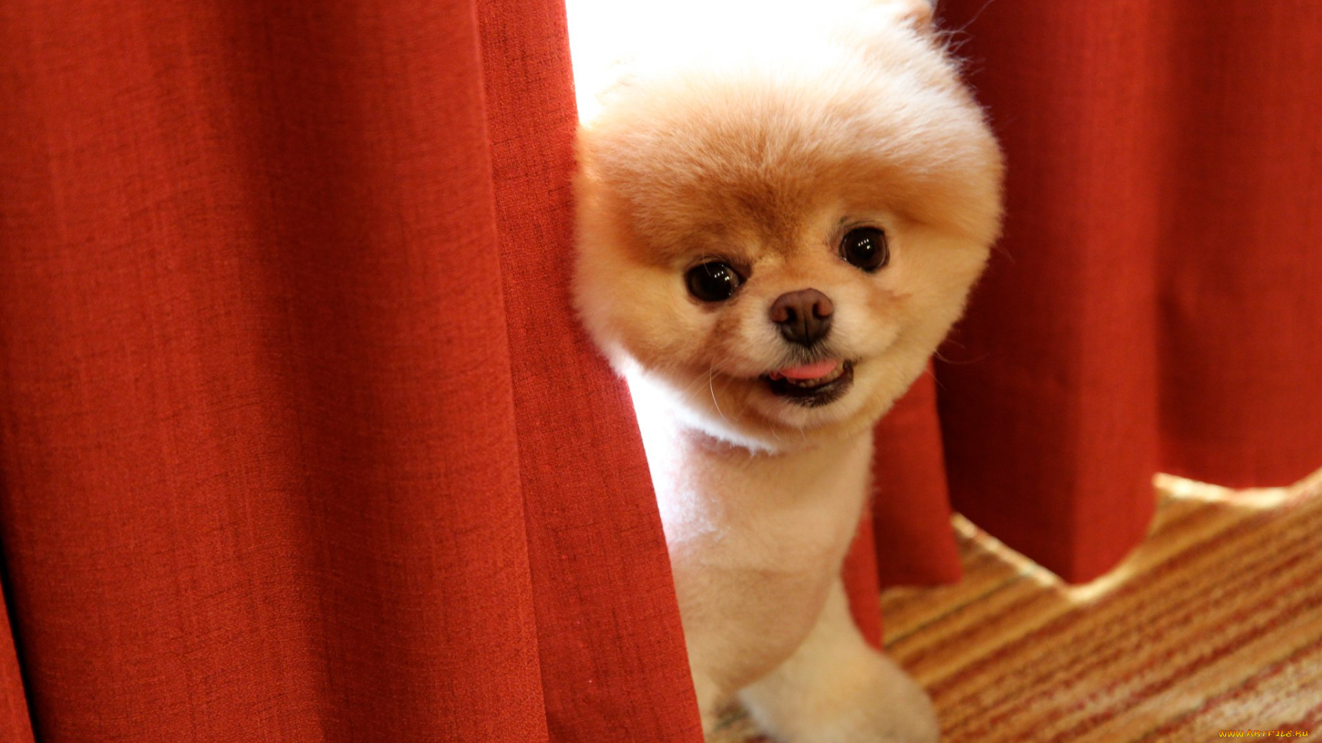 животные, собаки, boo, померанский, шпиц