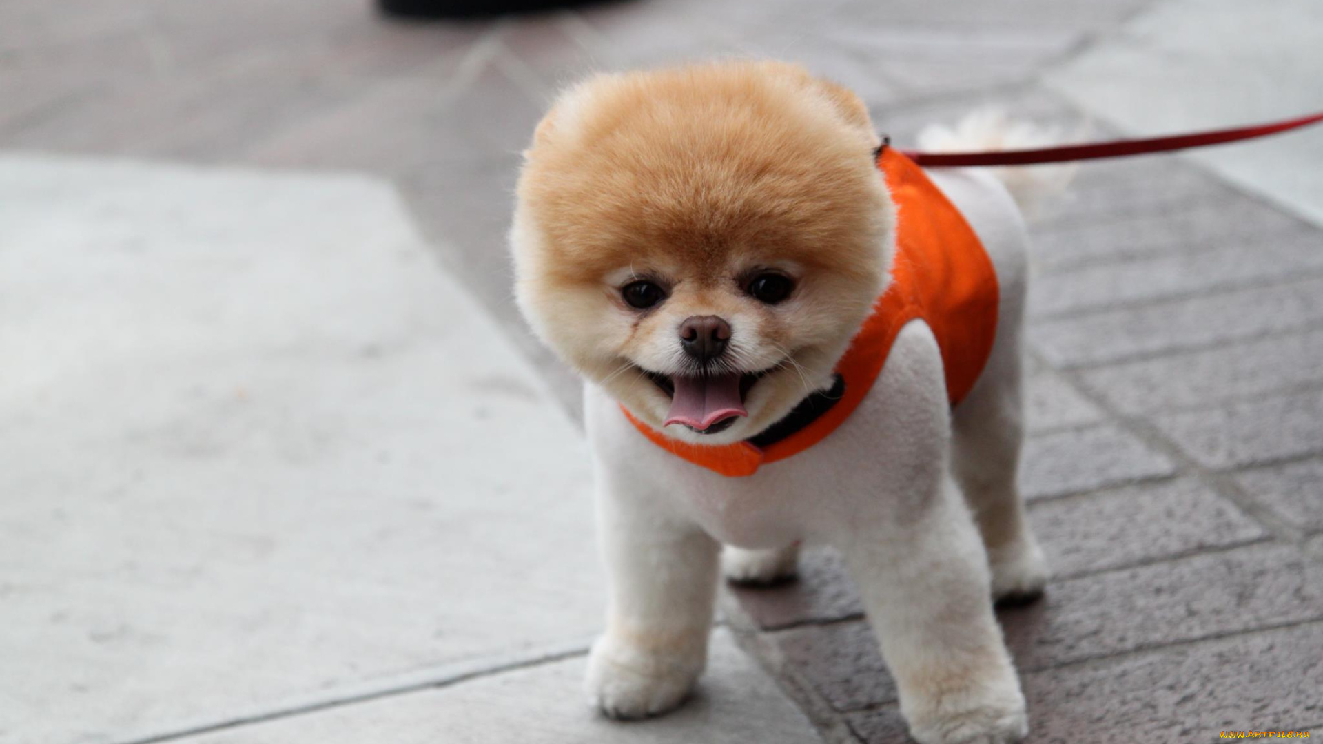 животные, собаки, boo, померанский, шпиц