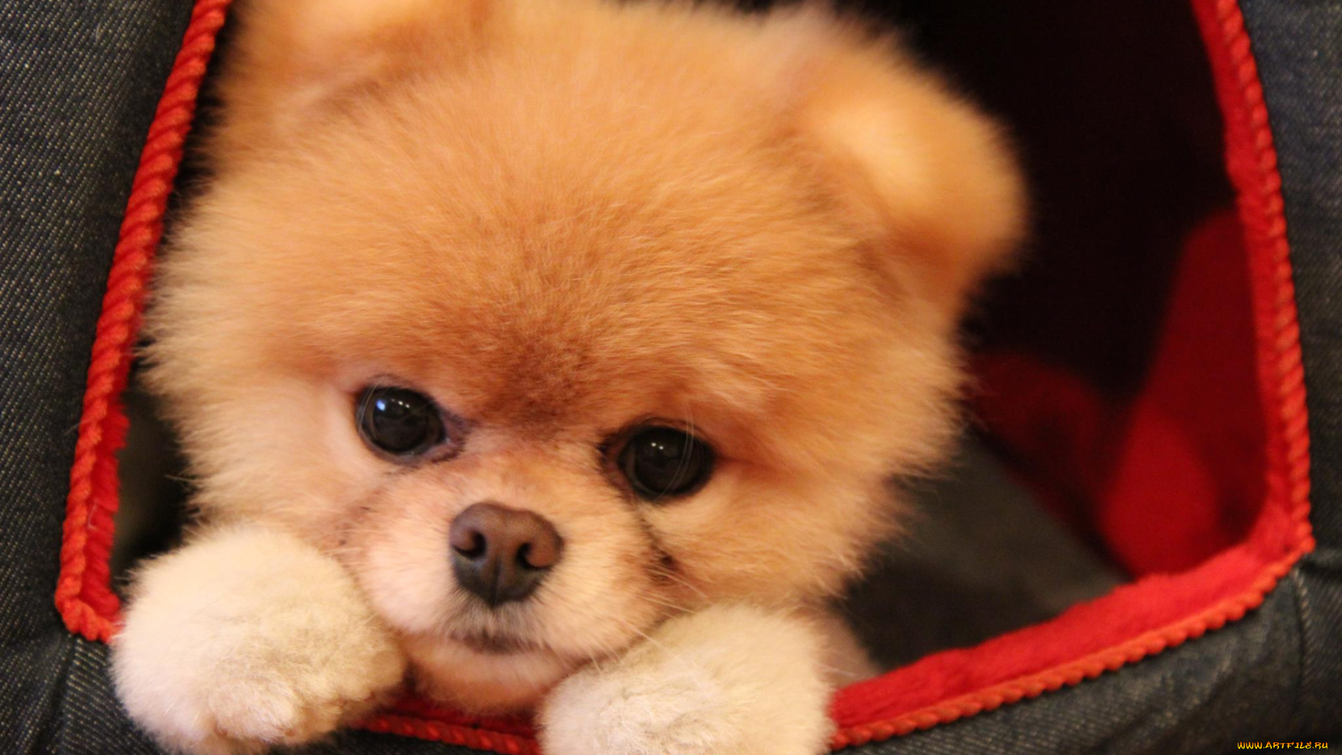 животные, собаки, boo, померанский, шпиц