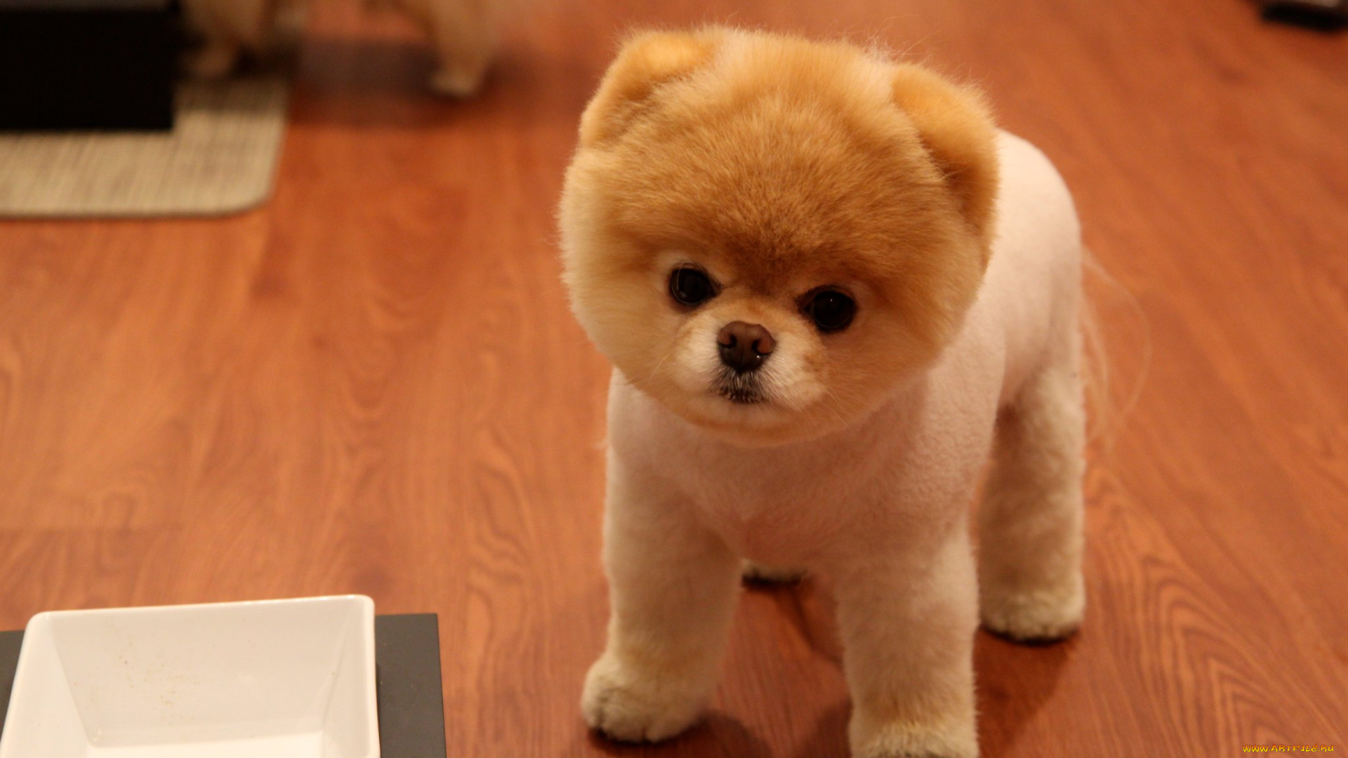 животные, собаки, boo, померанский, шпиц