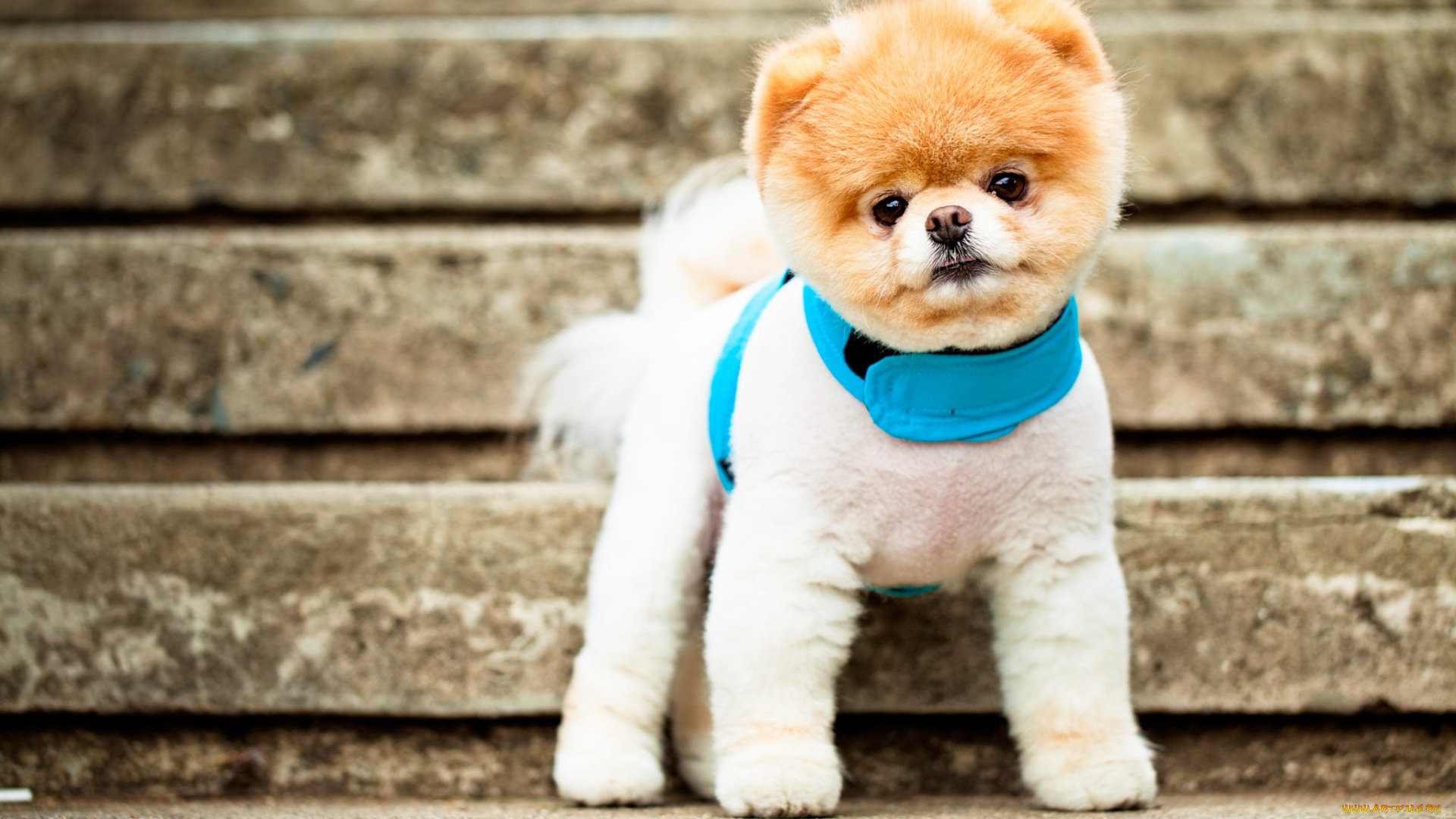 животные, собаки, померанский, шпиц, boo