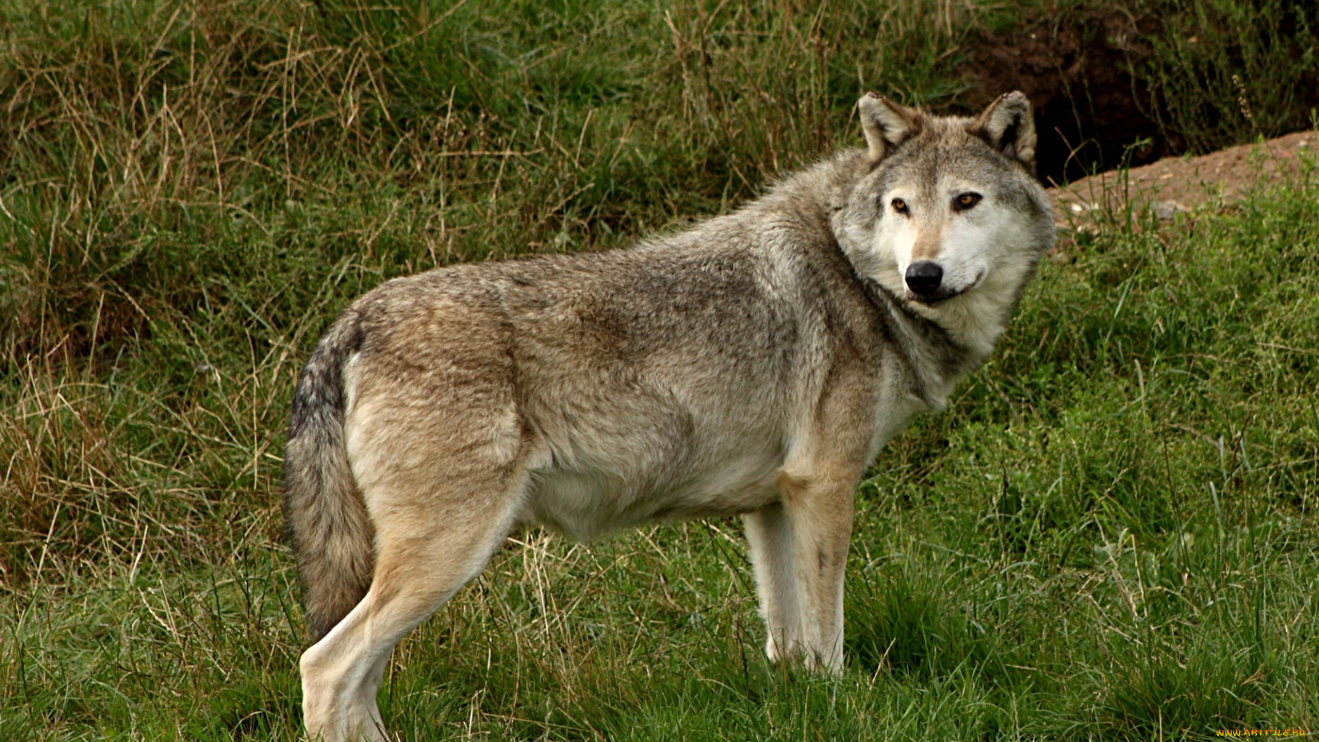животные, волки, хищник