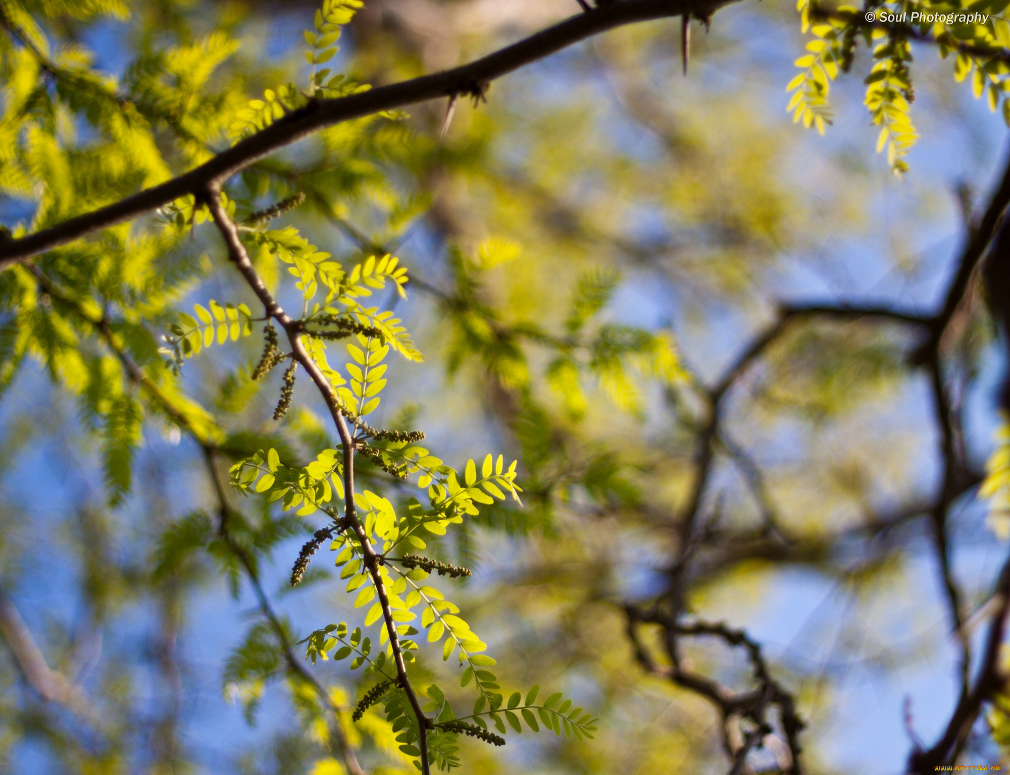природа, деревья, ветви, листья