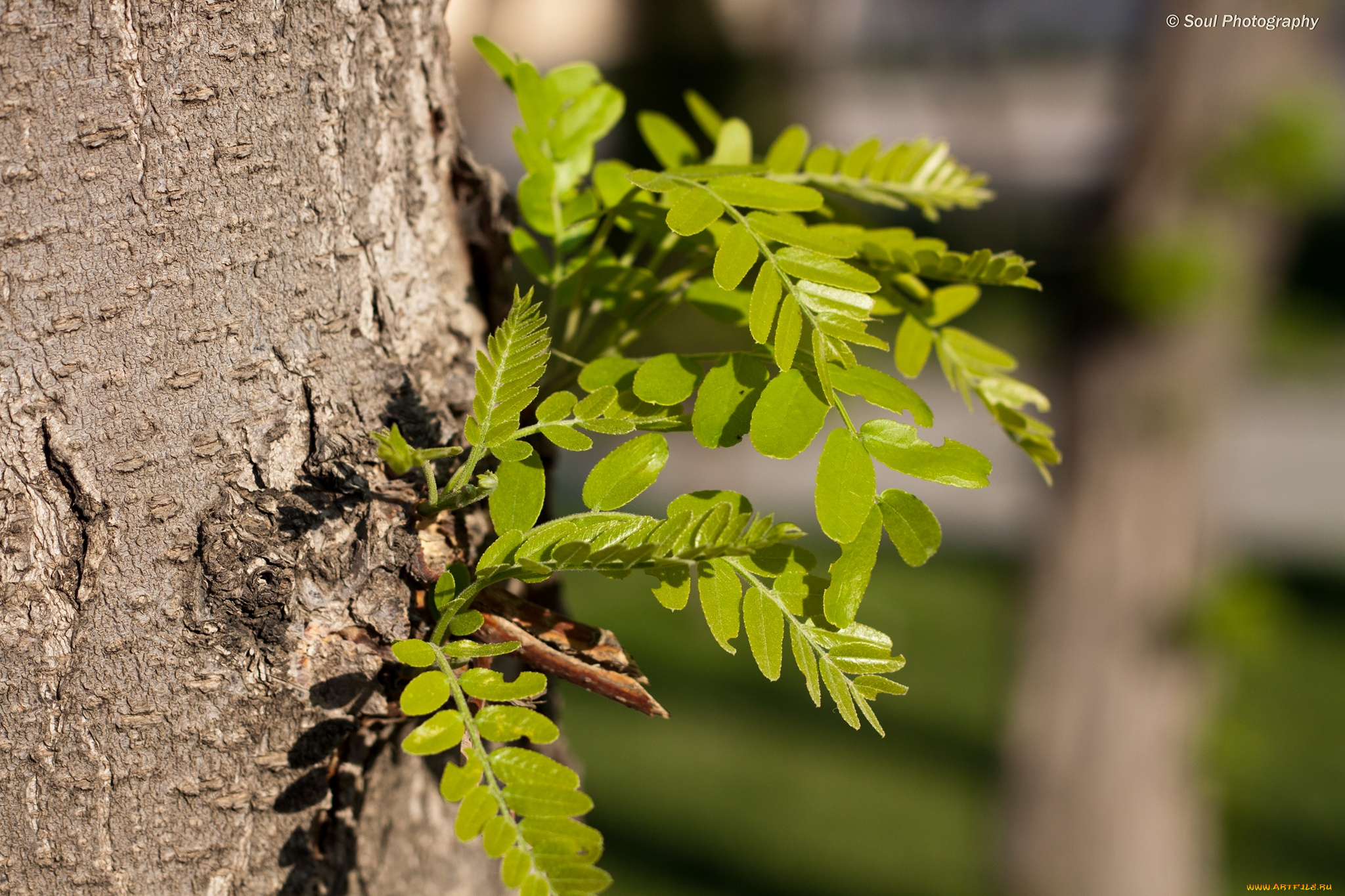 природа, листья