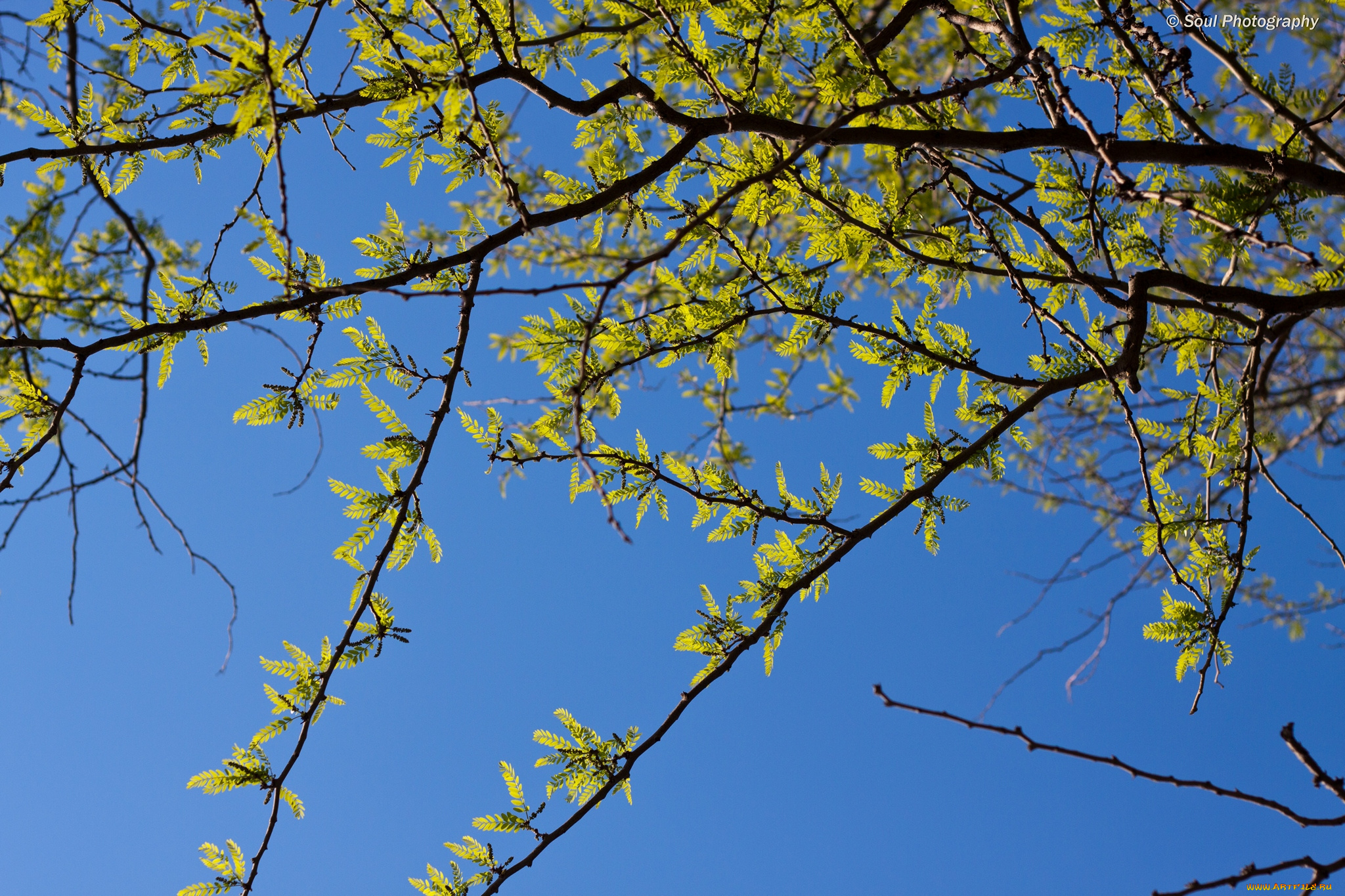 природа, листья, весна, небо