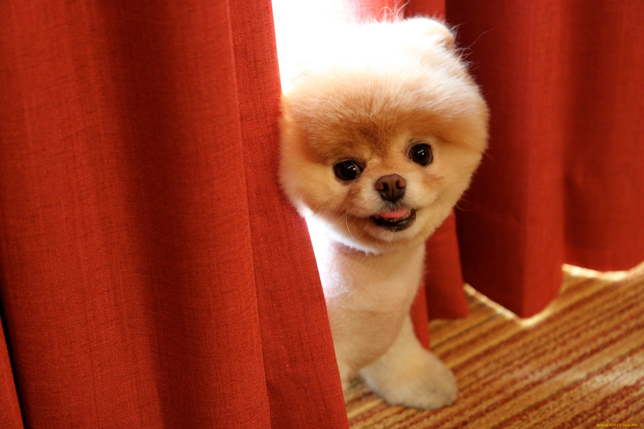 животные, собаки, boo, померанский, шпиц
