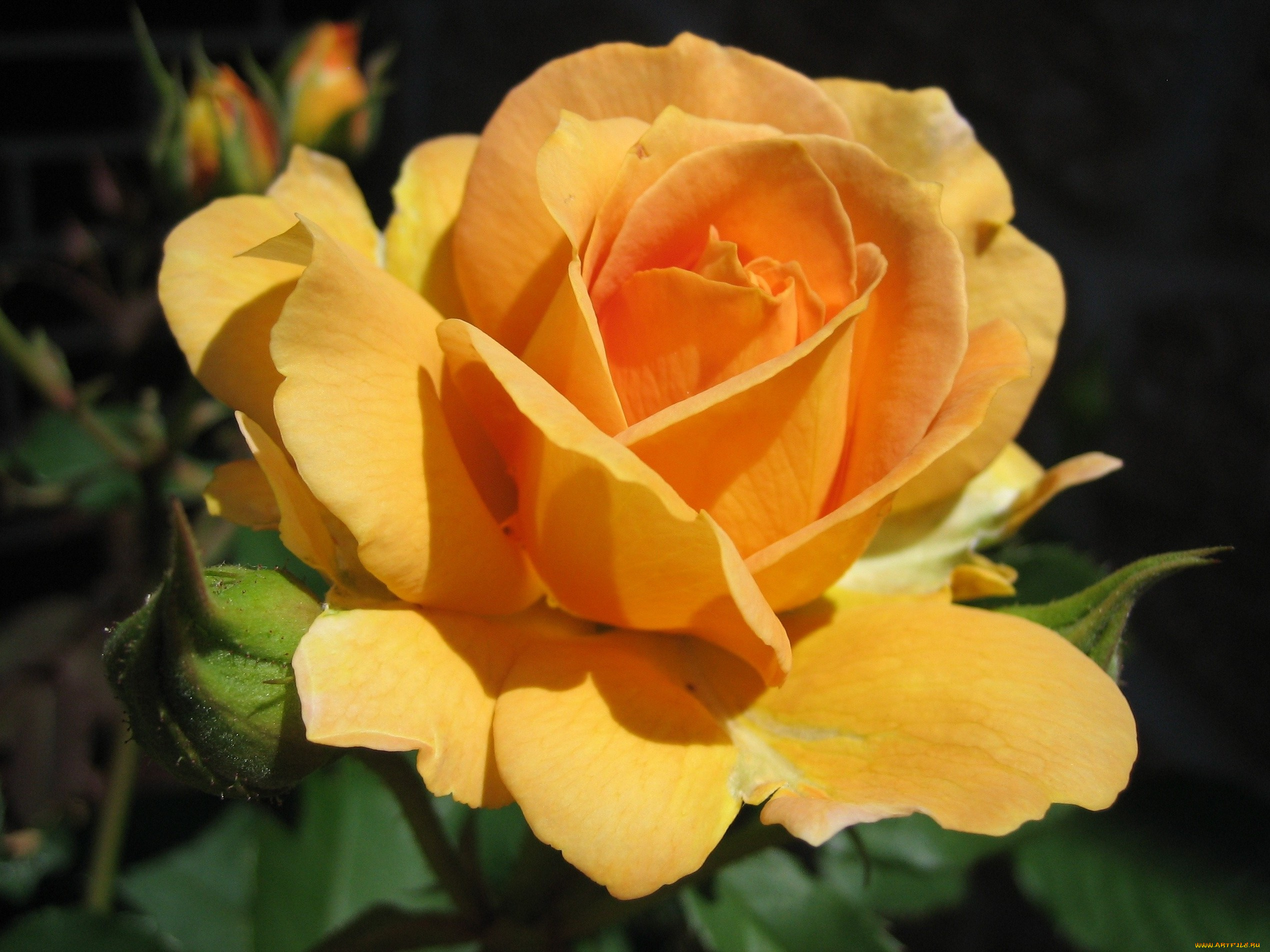 цветы, розы, темный, фон, листья, роза