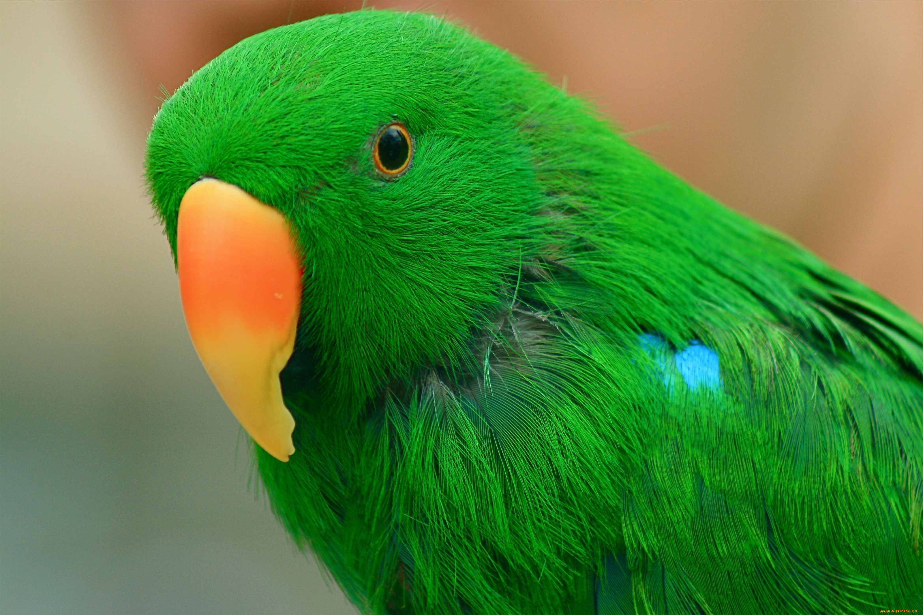 животные, попугаи, клюв, птица