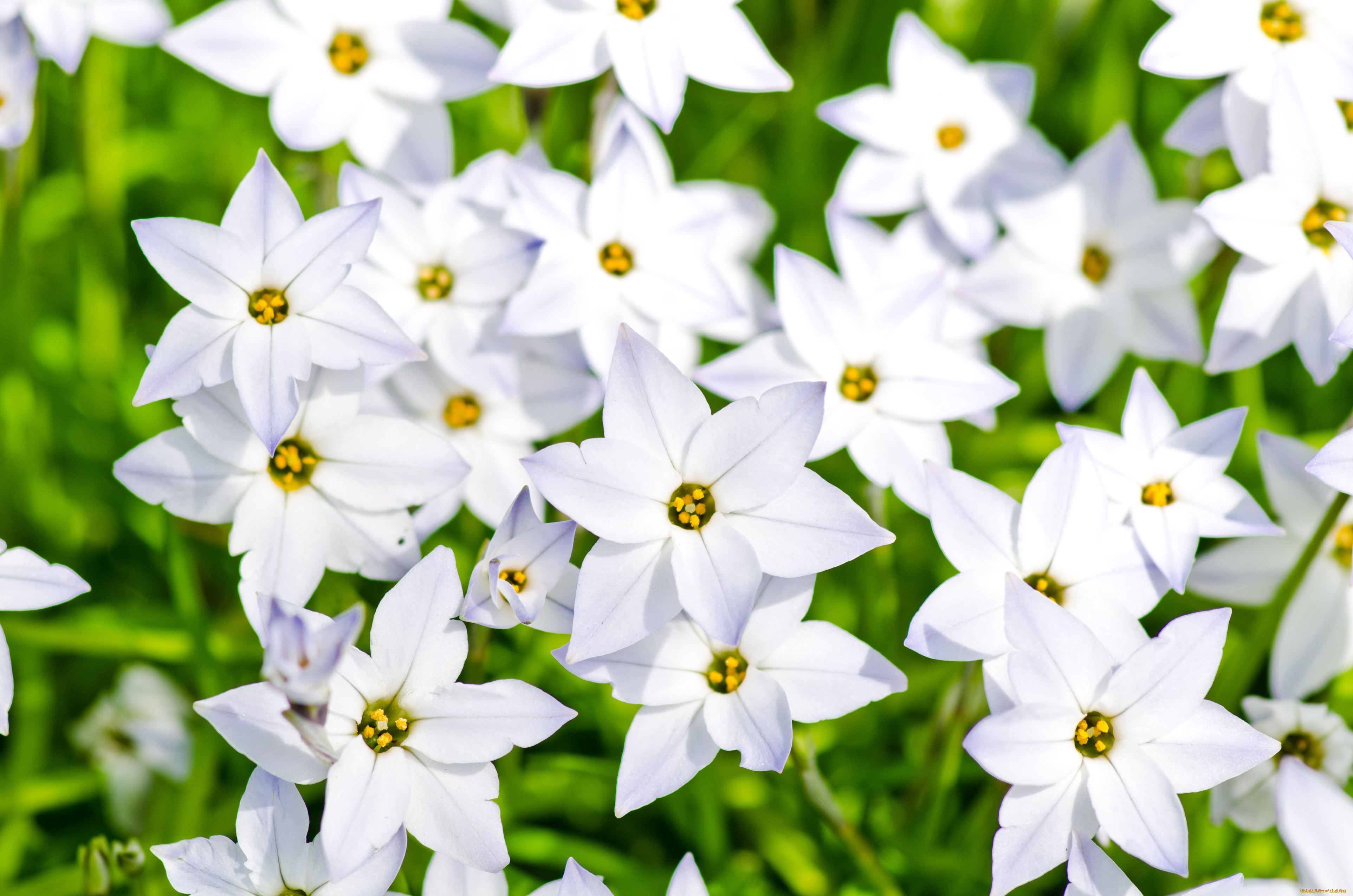 цветы, белый