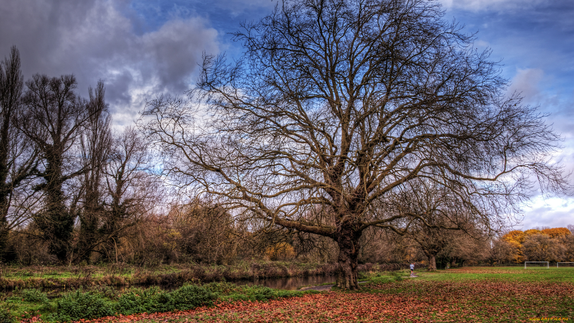 природа, деревья, поле, трава, дерево, листва