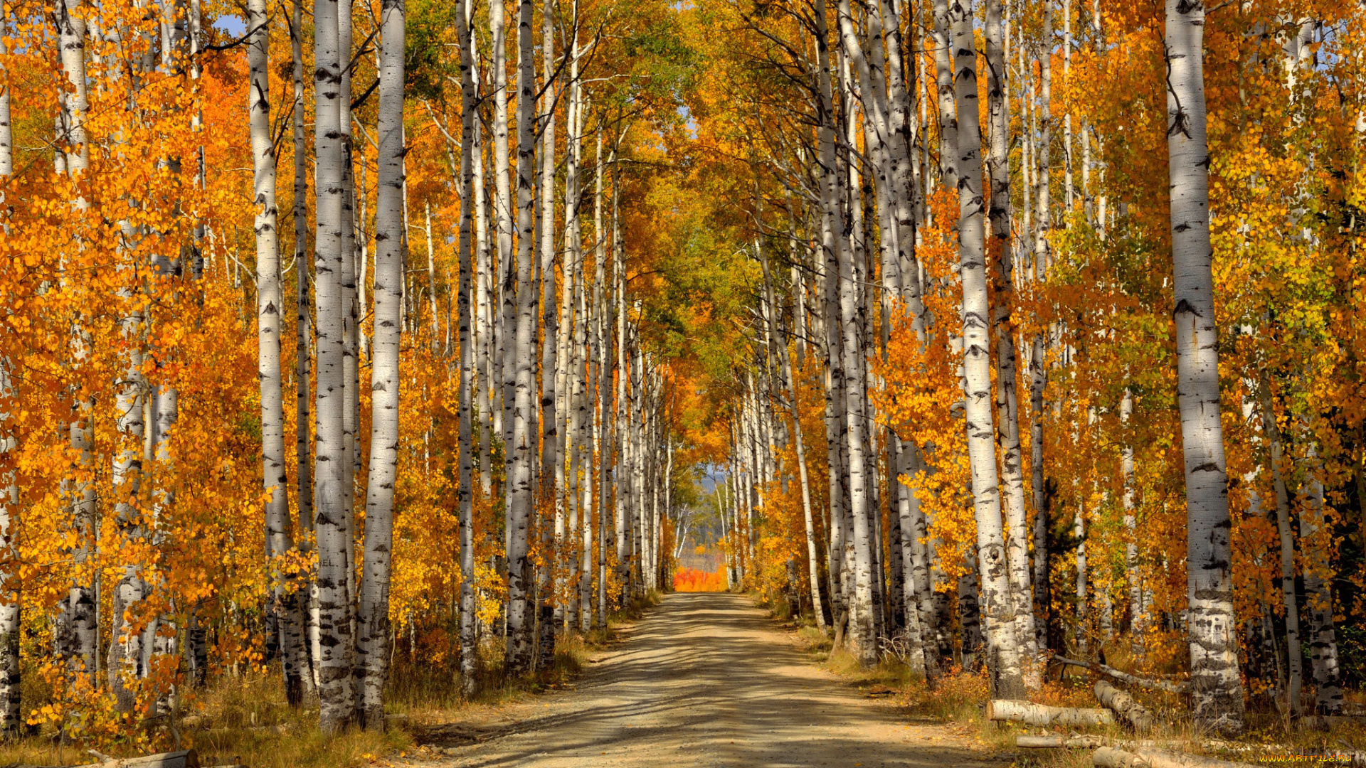 природа, дороги, лес, деревья, березы, листья