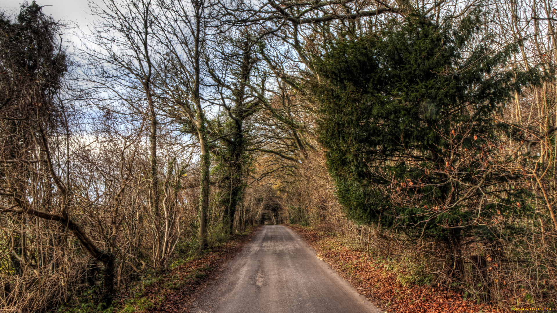 природа, дороги, лес, осень, дорога