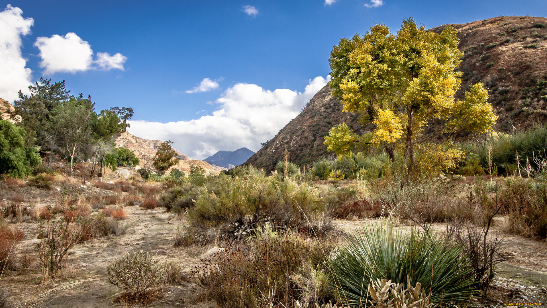 природа, горы, трава, кустарник, лощина