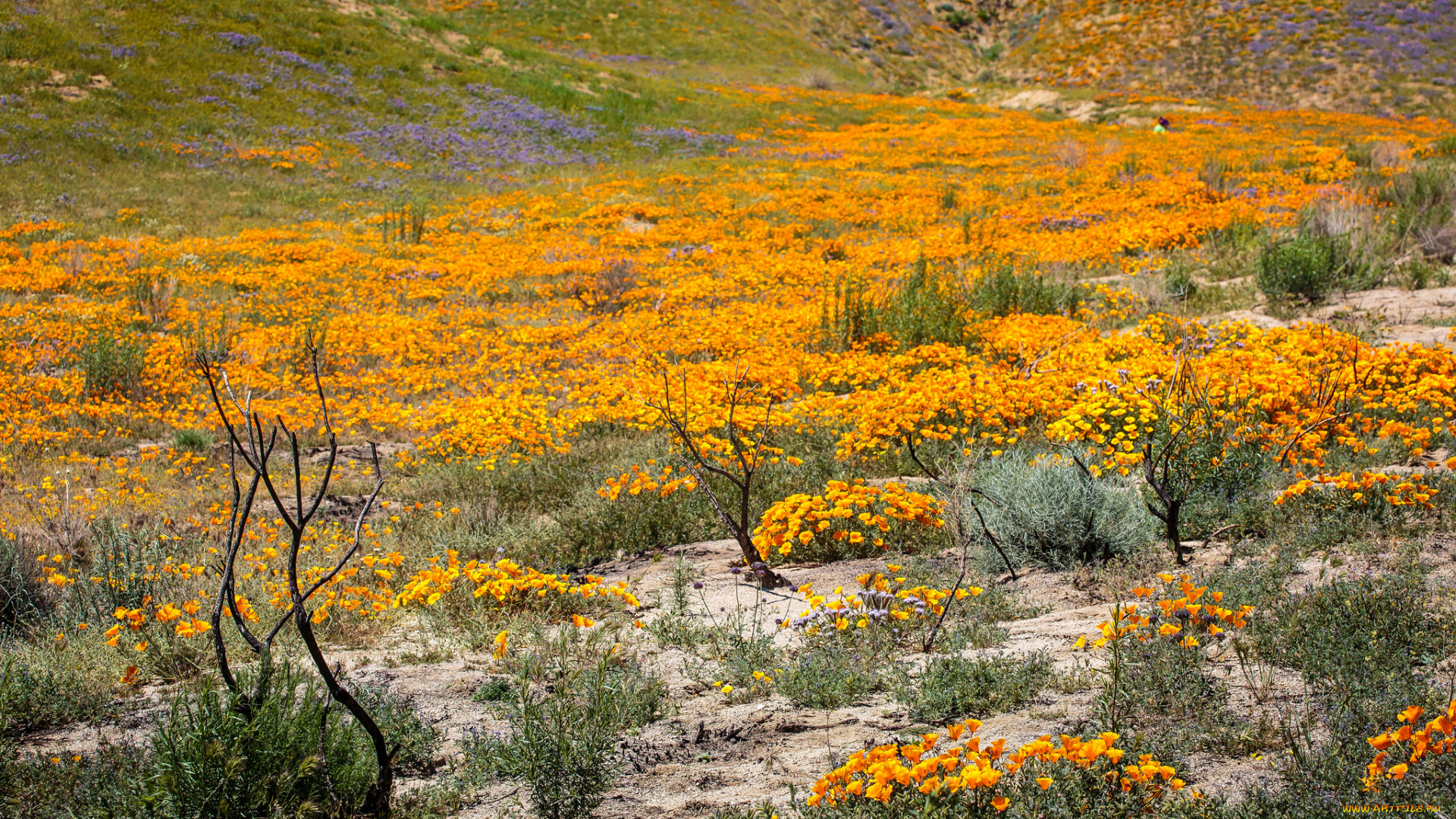 природа, луга, цветы, луг, предгорье