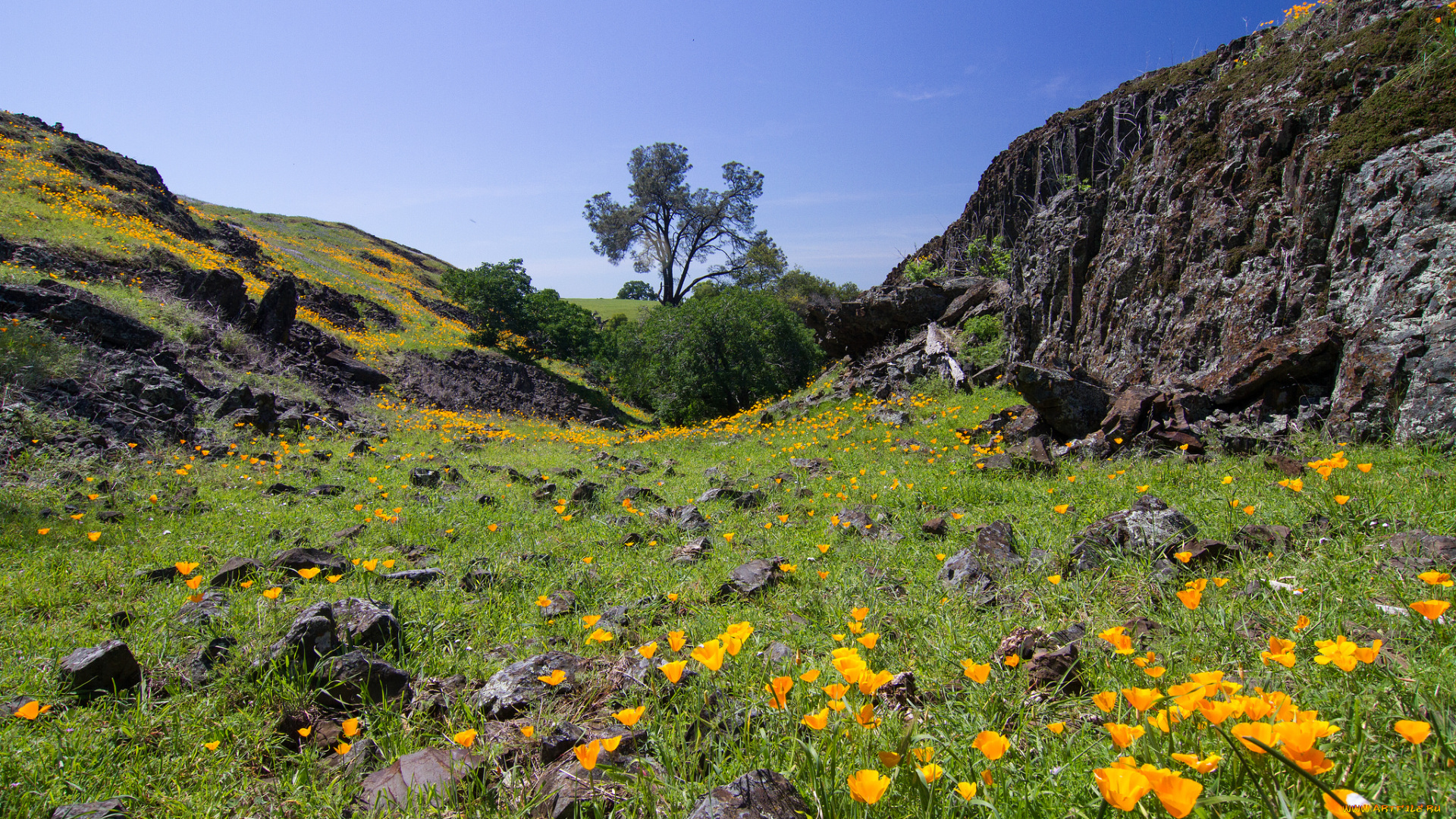 природа, луга, овраг, лето, цветы, трава, камни