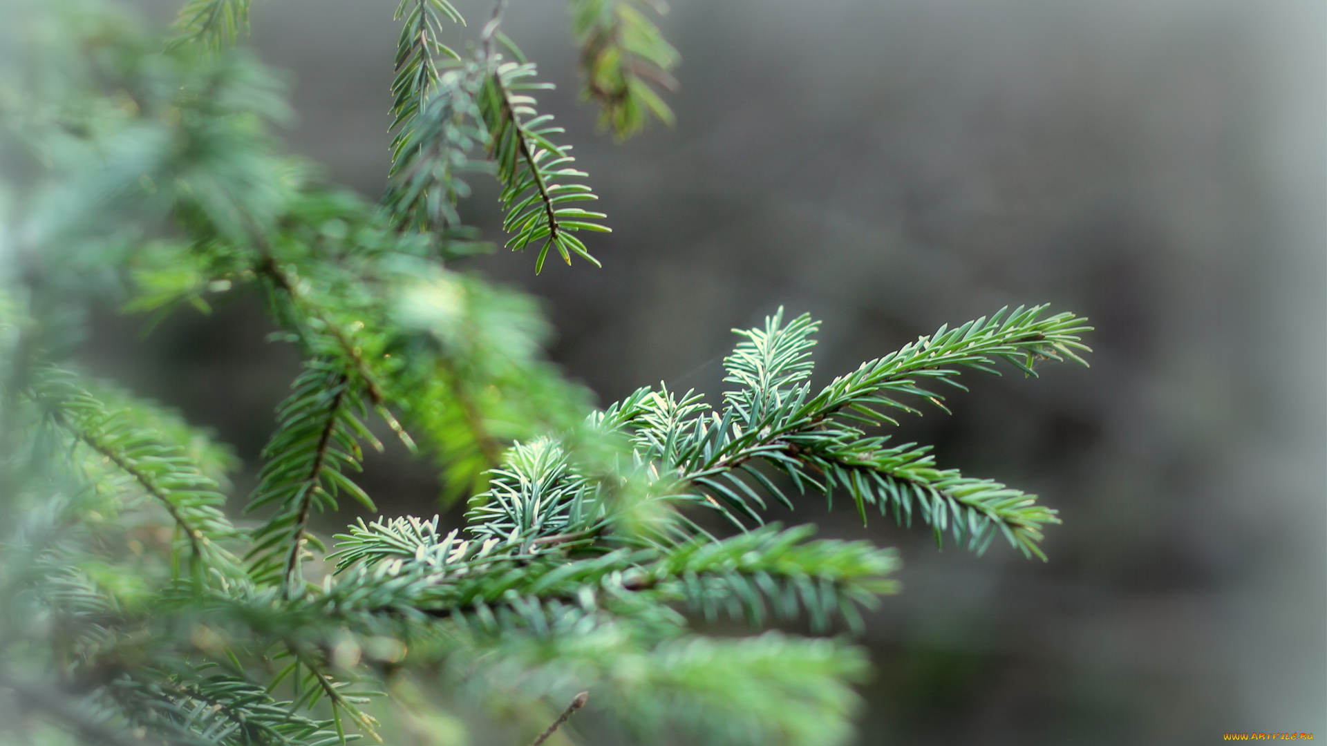 природа, макро, ветки, ель, дерево, хвоя