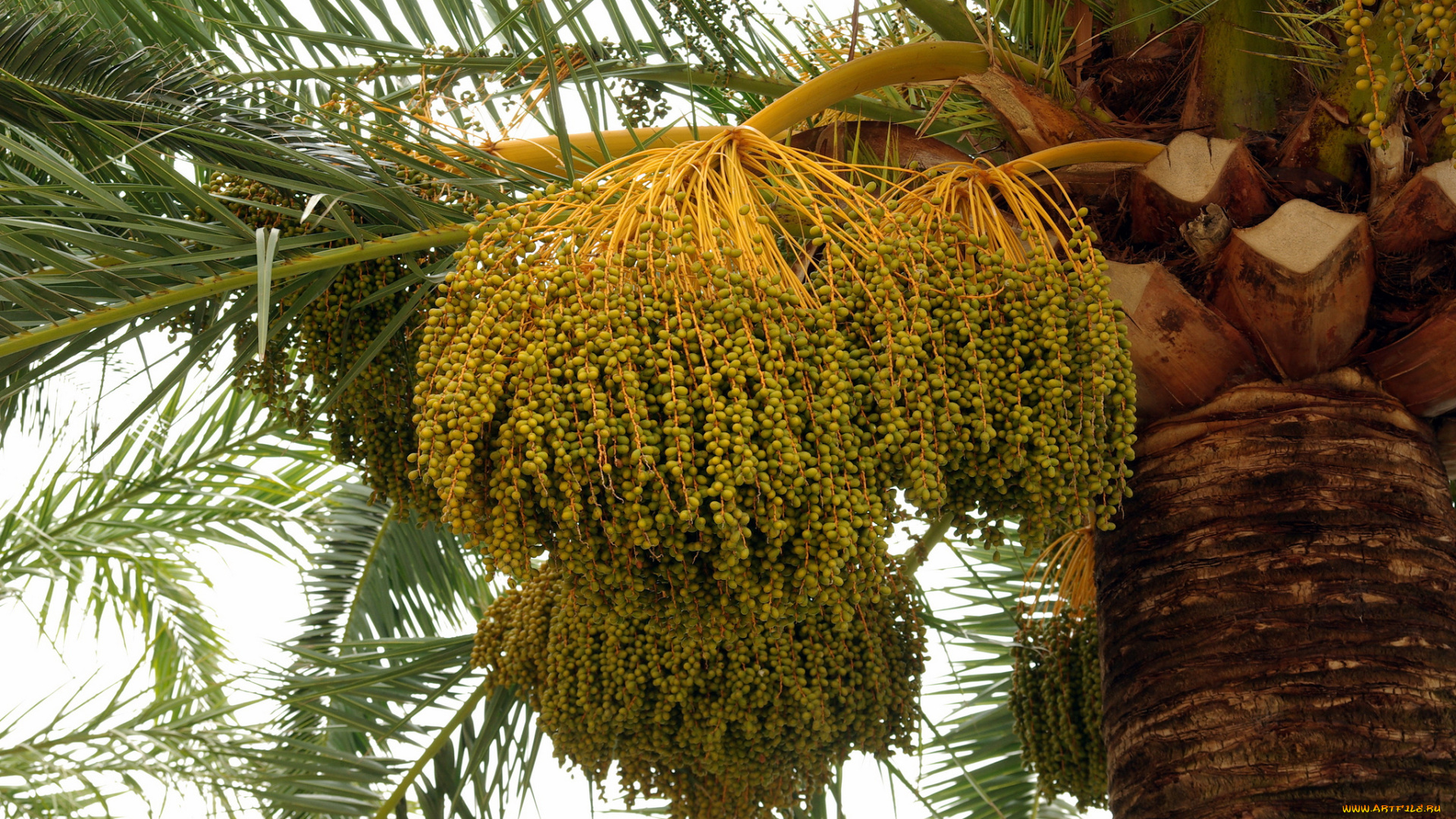 природа, плоды, финики, пальма