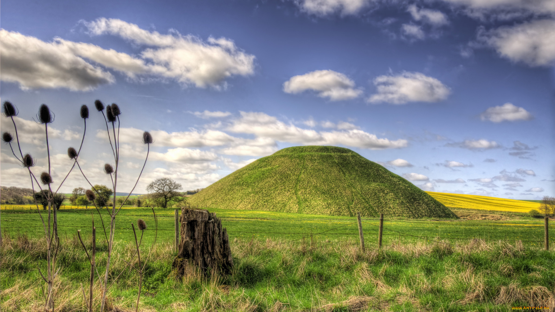 природа, поля, изгородь, холм, поле, трава