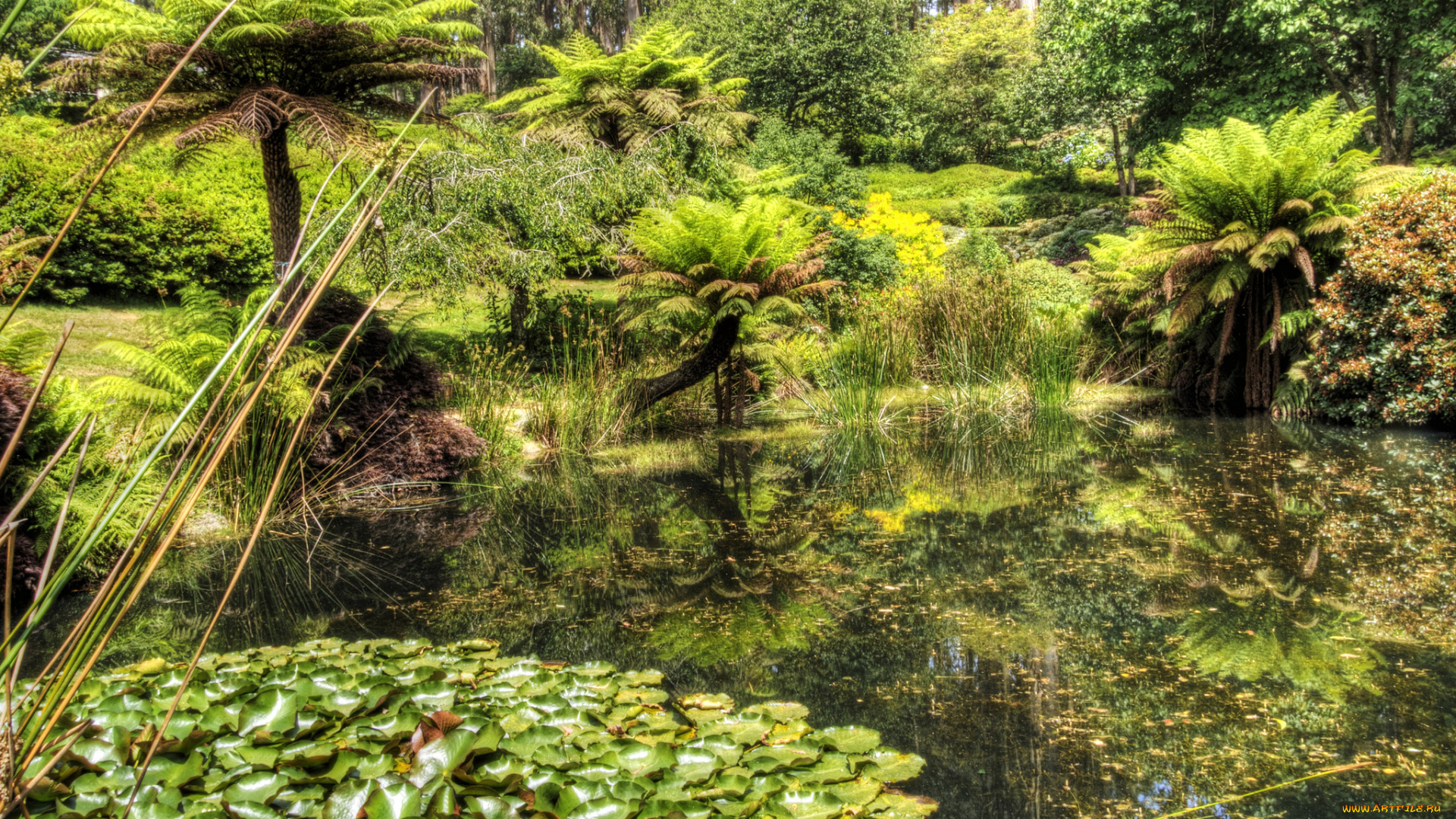 природа, реки, озера, кувшинки, папоротники, пруд, лес