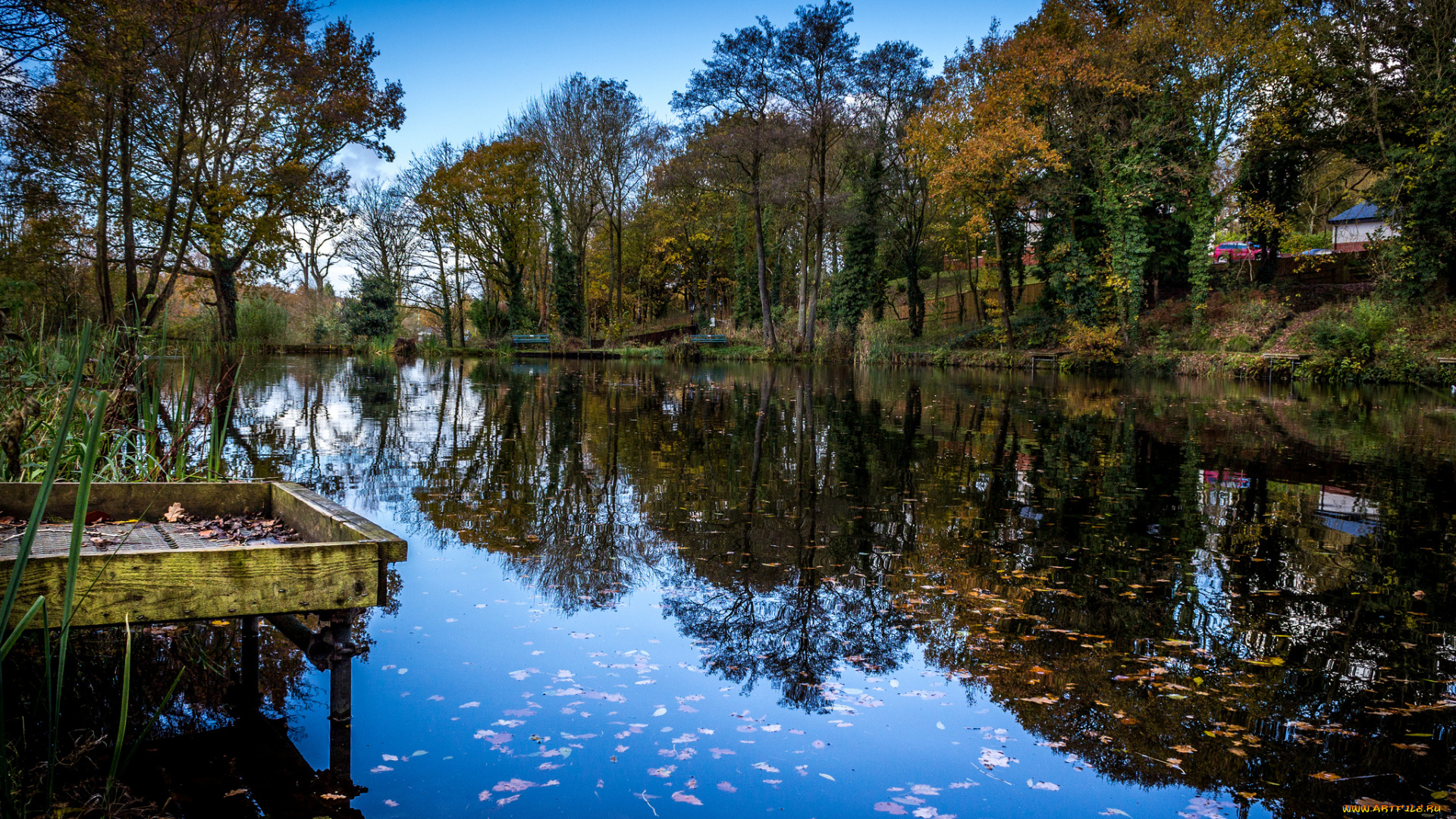 природа, реки, озера, лес, река, мостик, листва