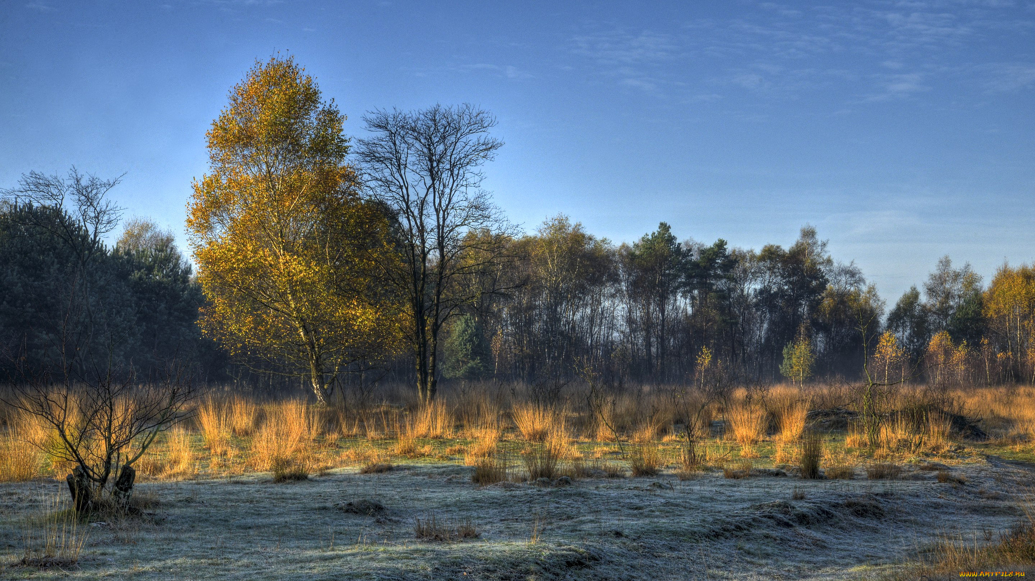 природа, деревья, поле, лес, трава, иней