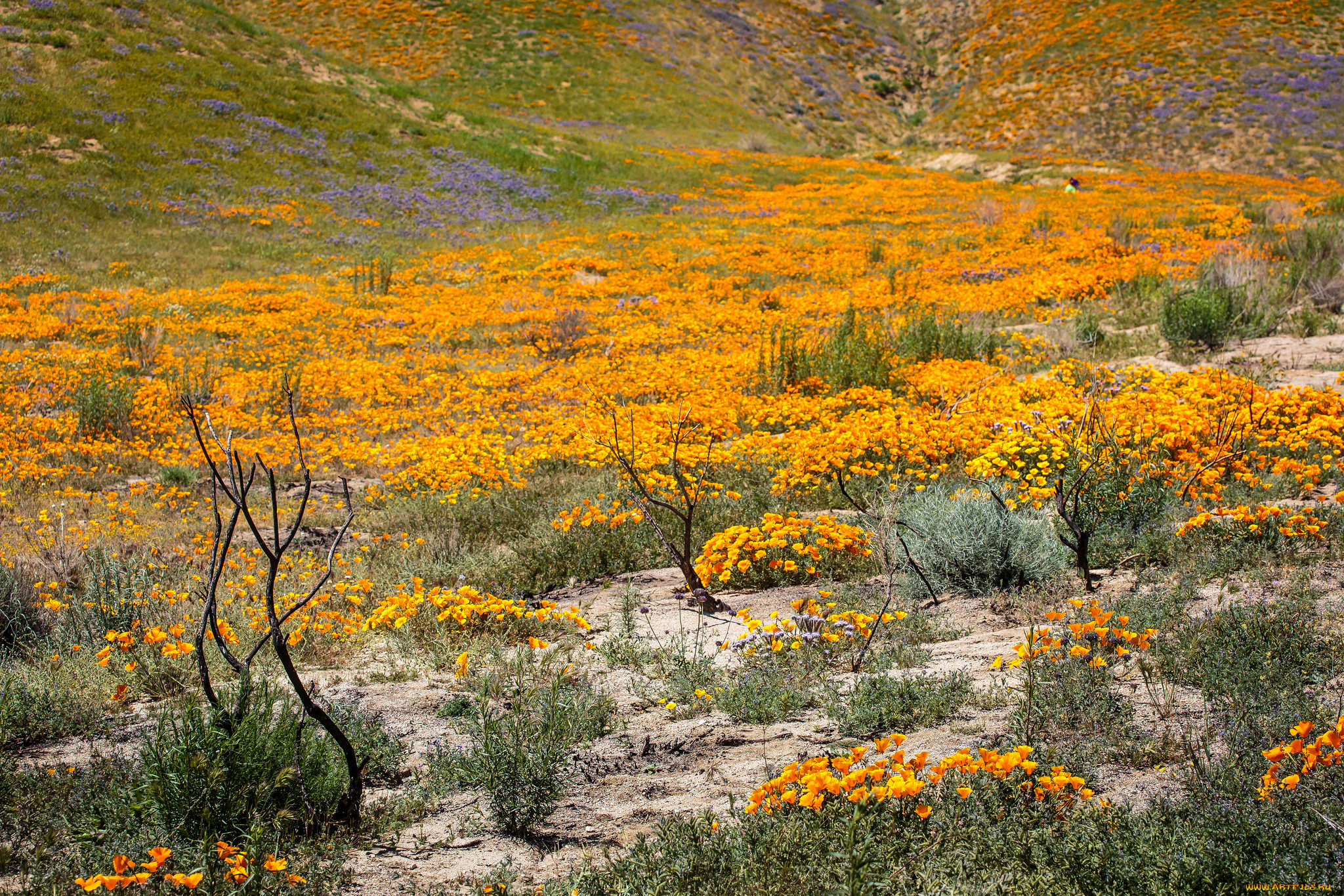 природа, луга, цветы, луг, предгорье