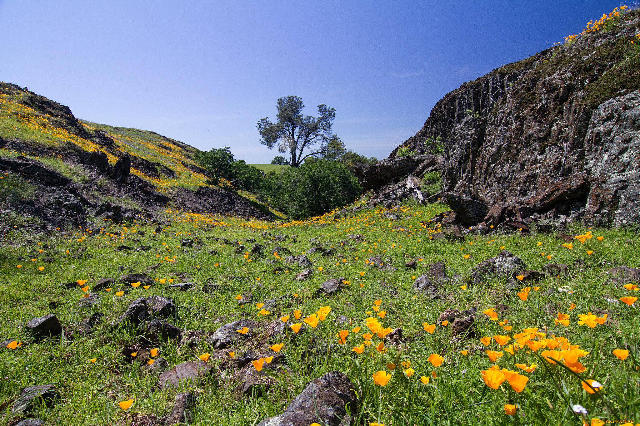 природа, луга, овраг, лето, цветы, трава, камни